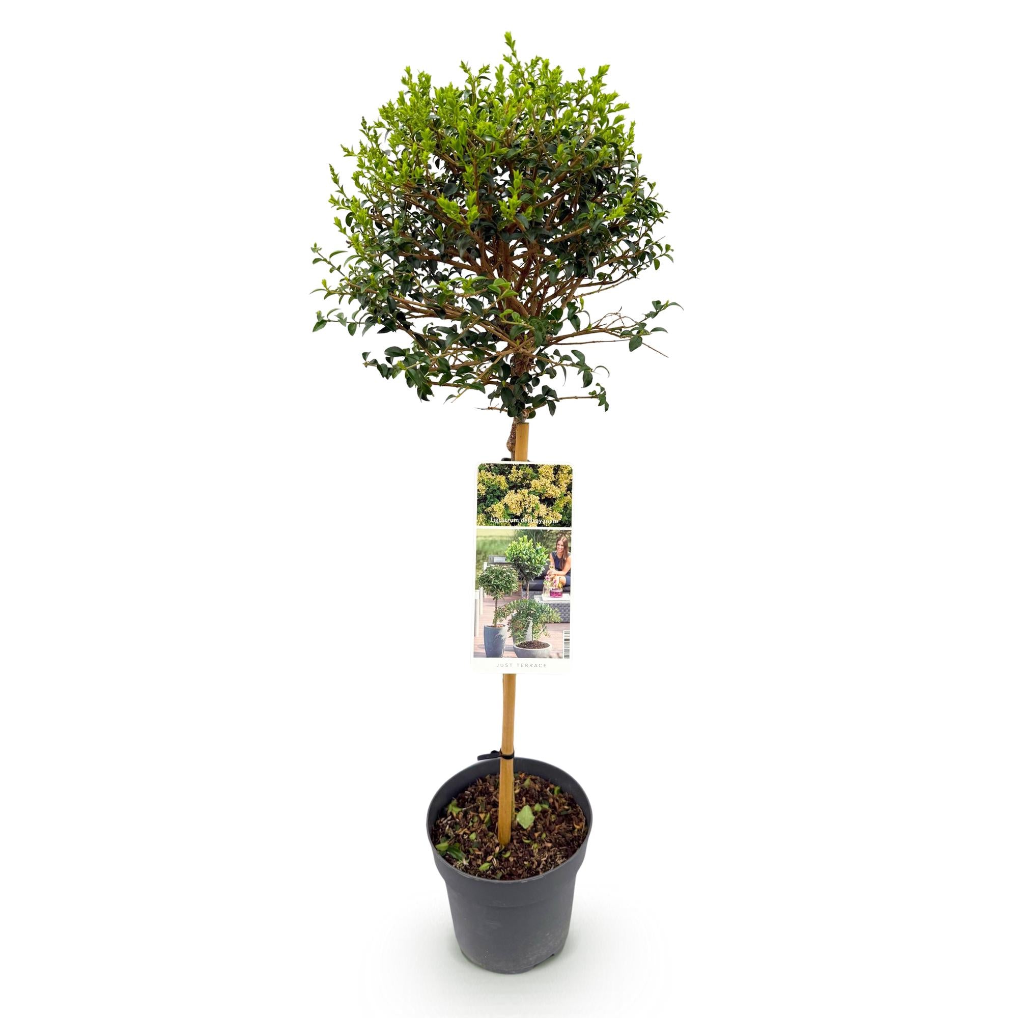 Plant op Stam - Ligustrum delavayanum - Terras Plant - Bladhoudend - Winterhard - Groen Blad - Pot 19cm Hoogte 90cm