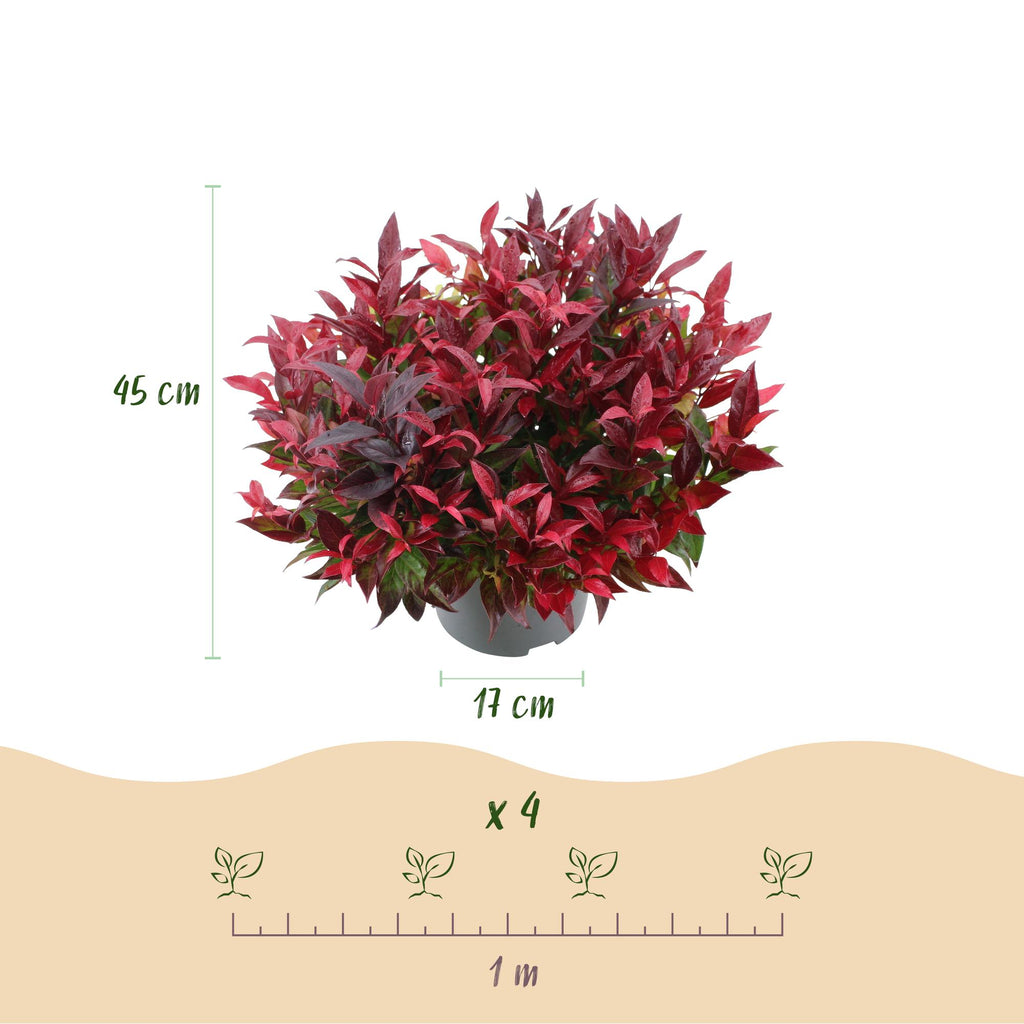 Tuinplant - Leucothoe Zeblid - Rood - 1 Plant - Groenblijvend - Weinig Onderhoud - Pot 17cm Hoogte 45cm