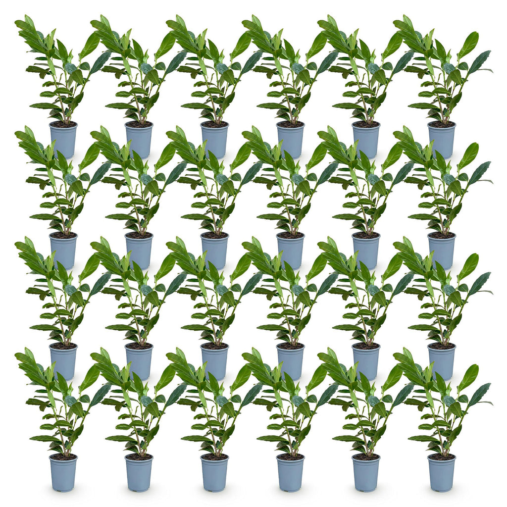 24x Prunus laur. Caucasica - Laurierkers - Haagplanten - Groenblijvend - Groen - Pot 9cm - Hoogte 25-35cm