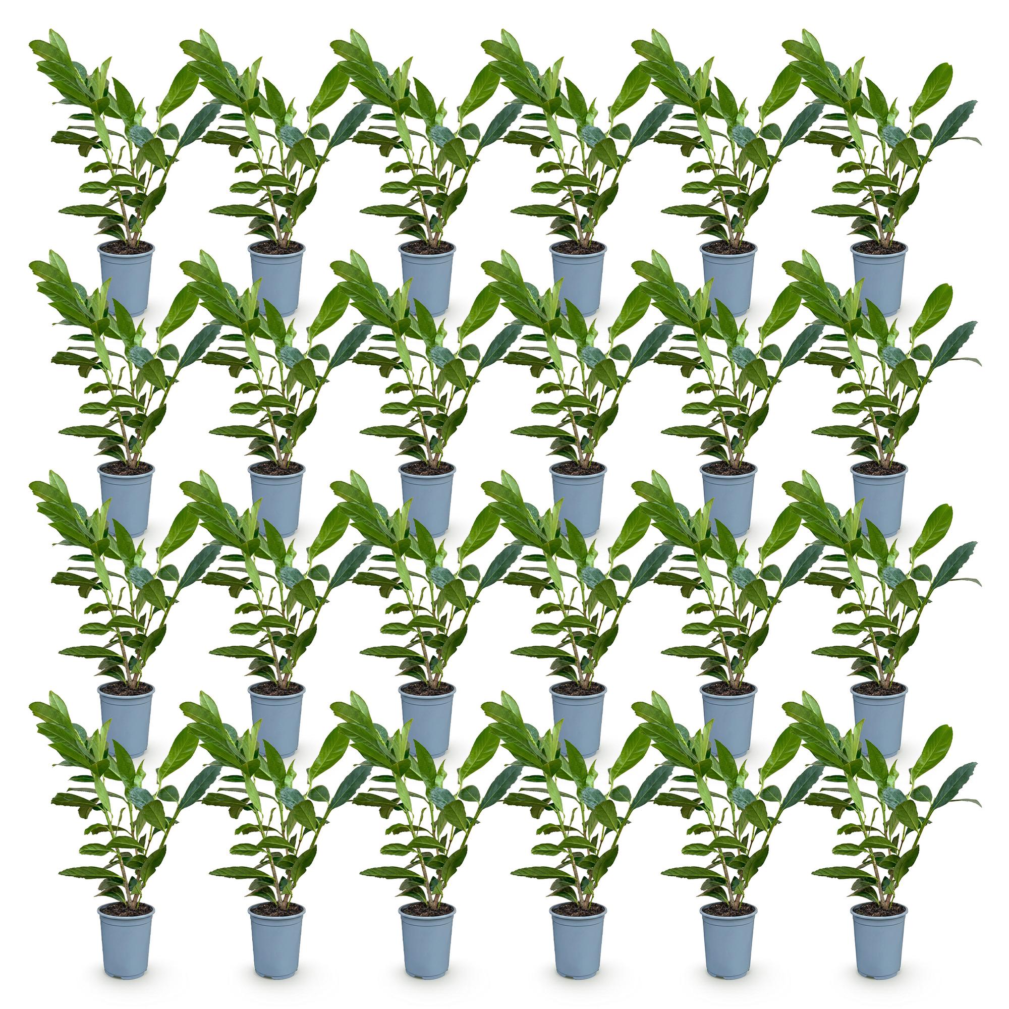 24x Prunus laur. Caucasica - Laurierkers - Haagplanten - Groenblijvend - Groen - Pot 9cm - Hoogte 25-35cm