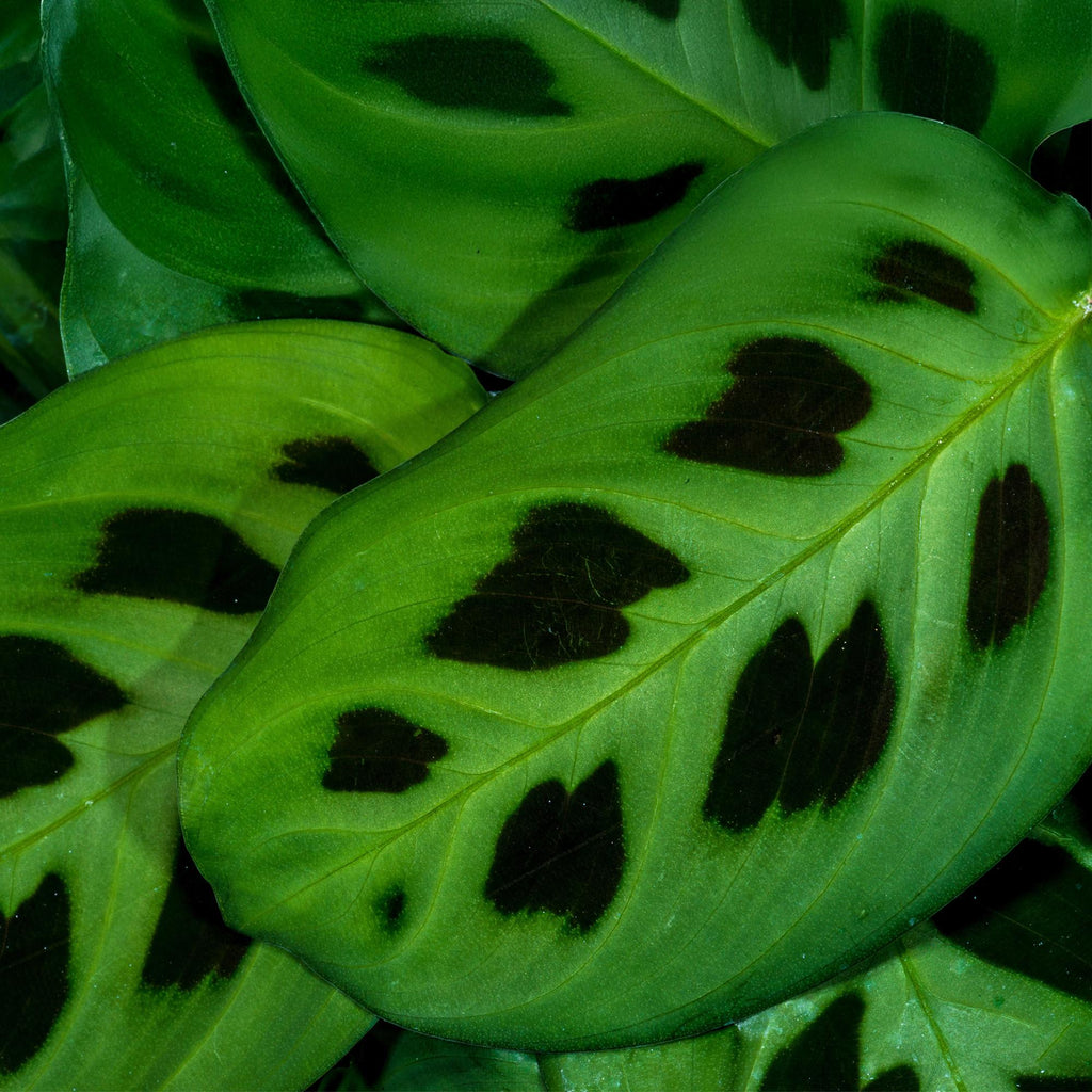 Kamerplant - Maranta Fascinator Kerchoveana - Zebraplant - Huisdiervriendelijke Plant - Groen - 4 Planten - met Potter Wit - Pot 12cm - Hoogte 25cm