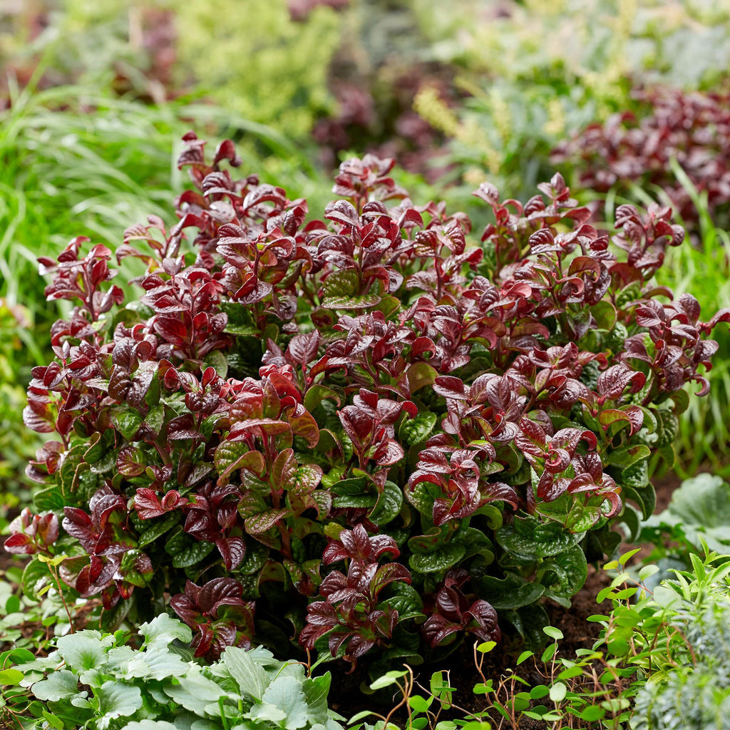 Tuinplant - Leucothoe Curly Red - Rood - 1 Plant -  Groenblijvend - Weinig Onderhoud - Pot 17cm Hoogte 40cm