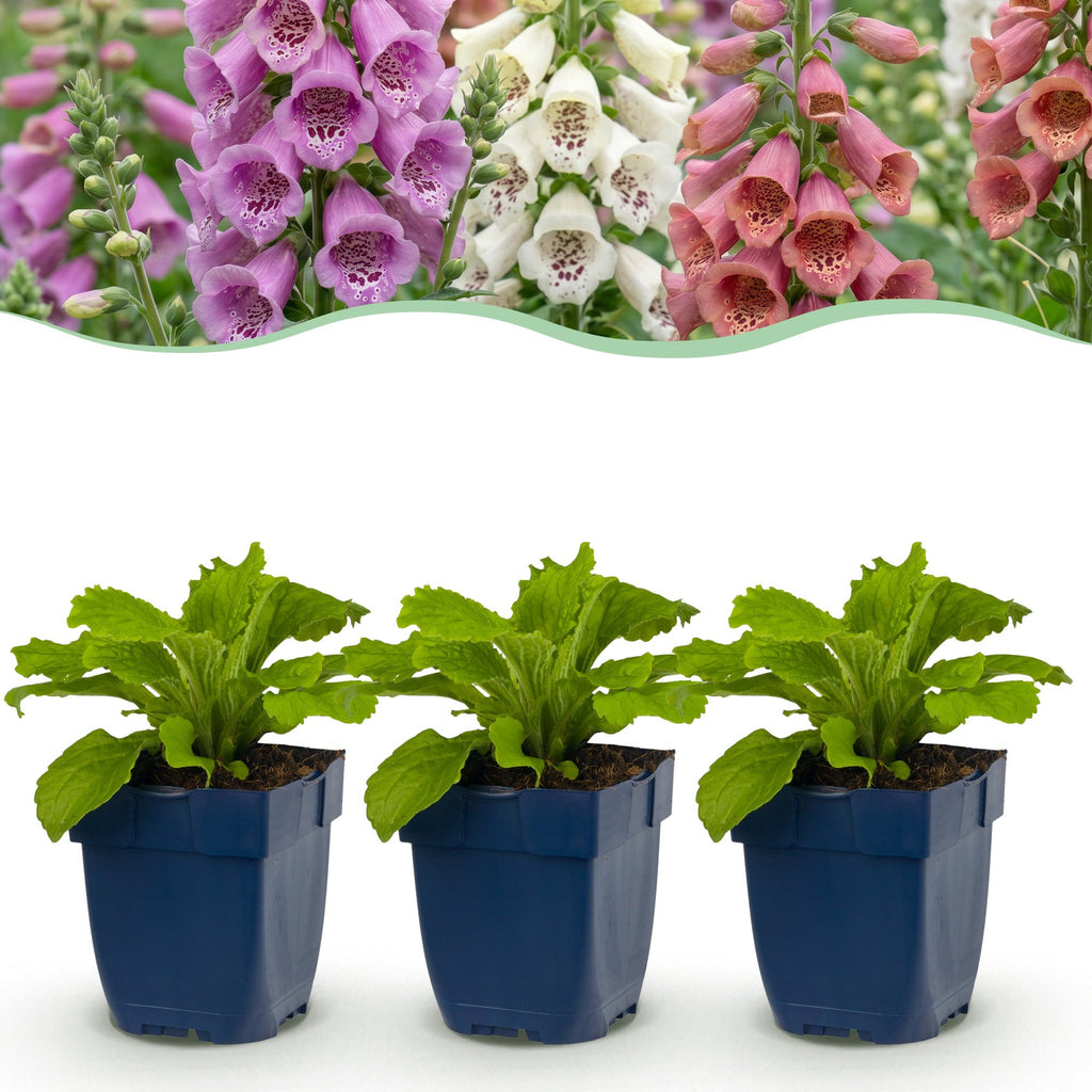 Vasteplant - Digitalis Tricolour - Vingerhoedskruid - Schaduw - Roze - Paars - Wit - 12 Planten - Pot 11cm - Hoogte 15-25cm