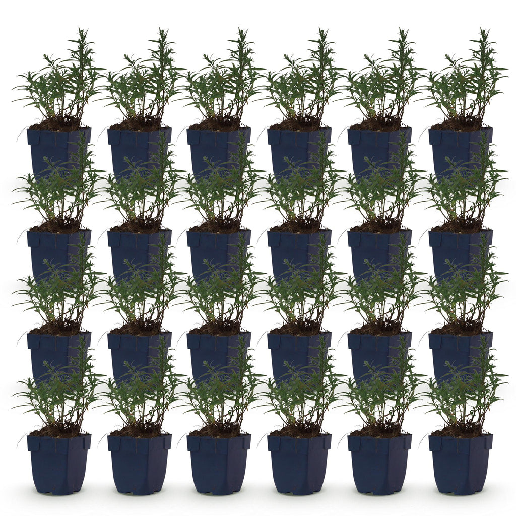 Vasteplant - Aster (D) Mittelmeer - Zeeaster - Bijen en Vlinderlokkers - Paars - 24 Planten - Pot 11cm - Hoogte 15-25cm