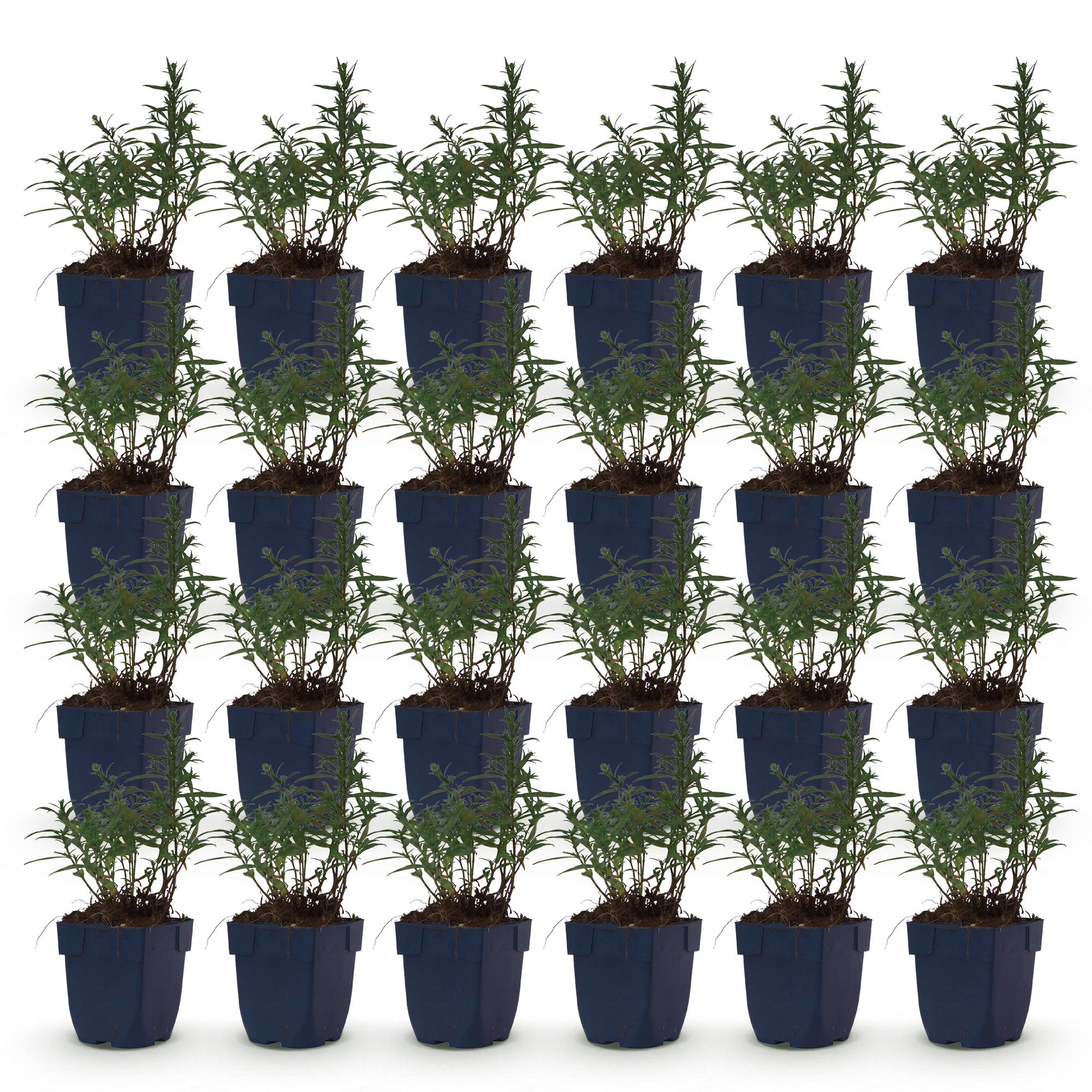 Vasteplant - Aster (D) Mittelmeer - Zeeaster - Bijen en Vlinderlokkers - Paars - 24 Planten - Pot 11cm - Hoogte 15-25cm