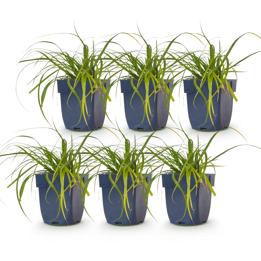 Grassen - Carex oshimensis Evergreen - Japanse Zegge - Groenblijvend - Groen - 6 Planten - Pot 11cm - Hoogte 15-25cm