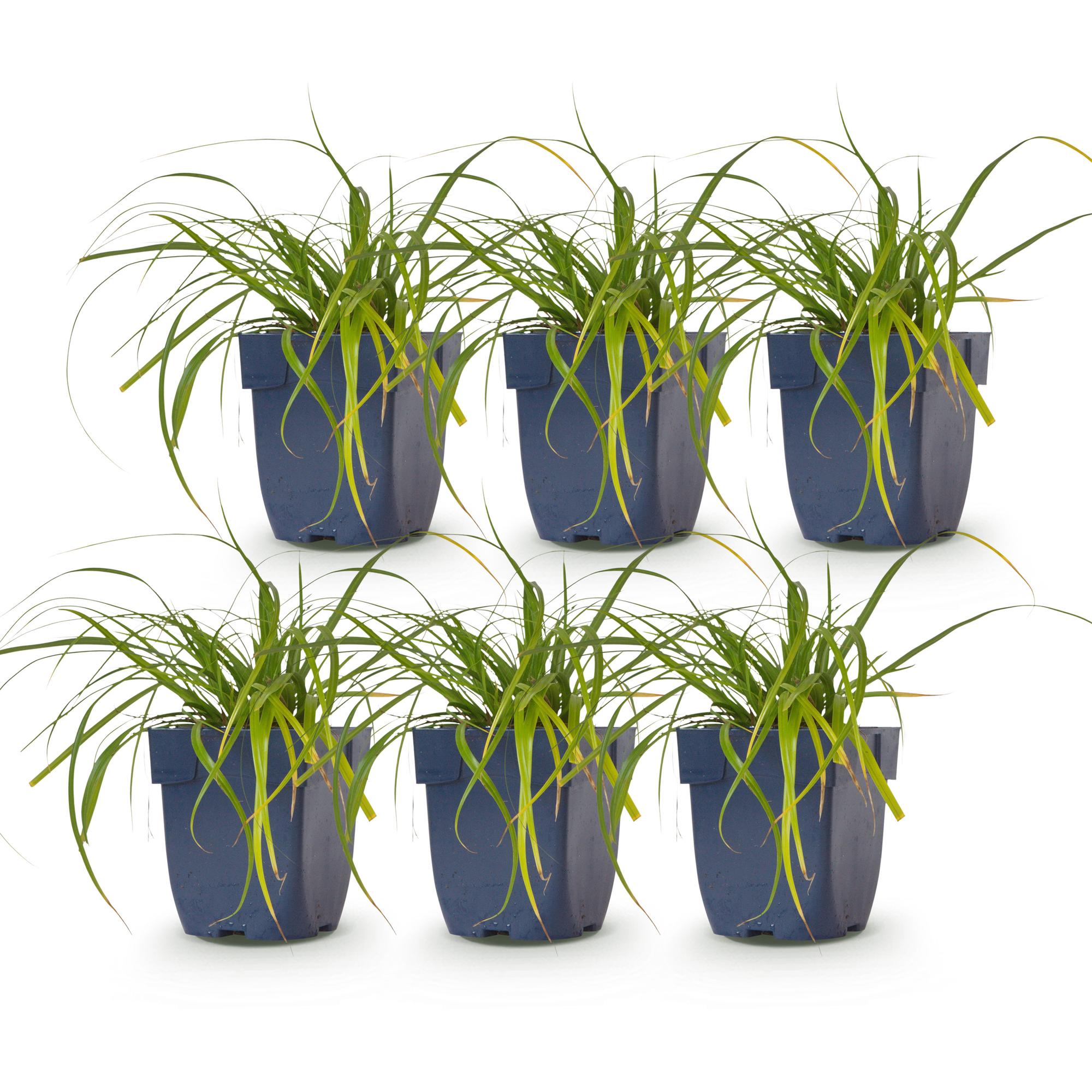 Grassen - Carex oshimensis Evergreen - Japanse Zegge - Groenblijvend - Groen - 6 Planten - Pot 11cm - Hoogte 15-25cm