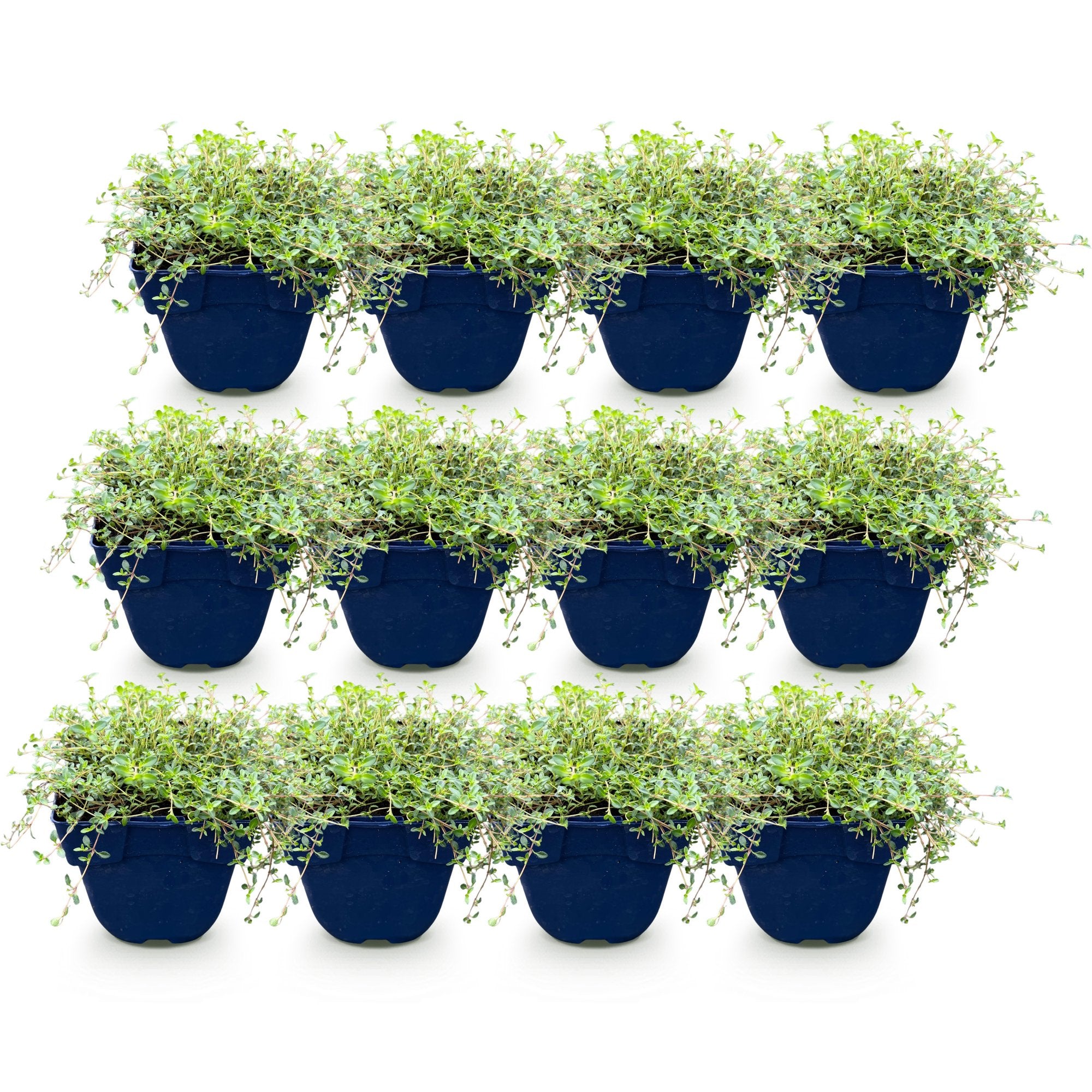 Vasteplant - Thymus Tricolour - Tym - Bodembedenkend - Roze - Rood - Wit - 12 Planten - Pot 11cm - Hoogte 15-25cm