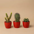 Cactussen set van 3 met rode mini-pot - Mix van levende cactussen - ↑ 8-12 cm