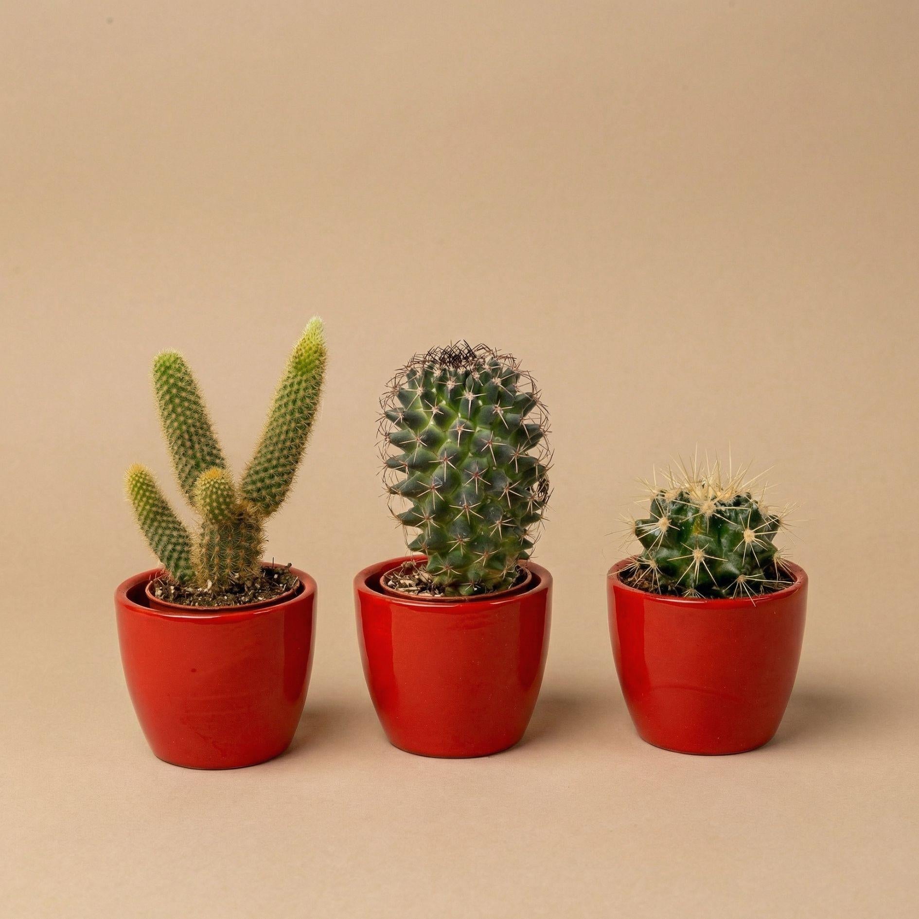 Cactussen set van 3 met rode mini-pot - Mix van levende cactussen - ↑ 8-12 cm