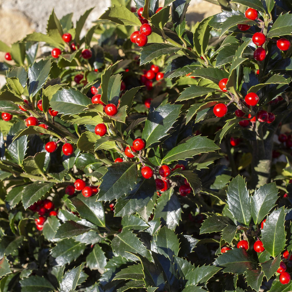 Plant op Stam - Ilex meserveae Blue Maid - Terras Plant - Bladhoudend - Winterhard - Rode Bes - Pot 19cm Hoogte 90cm