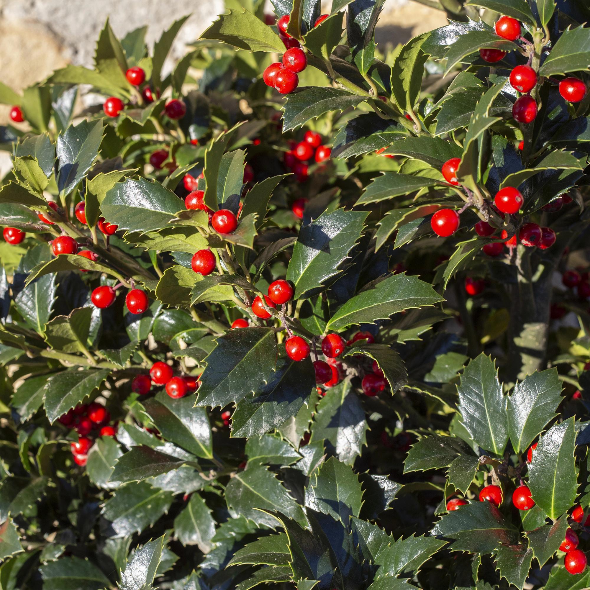 Plant op Stam - Ilex meserveae Blue Maid - Terras Plant - Bladhoudend - Winterhard - Rode Bes - Pot 19cm Hoogte 90cm