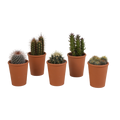 Cactus mix 5.5 cm - 5x - in terracotta pot