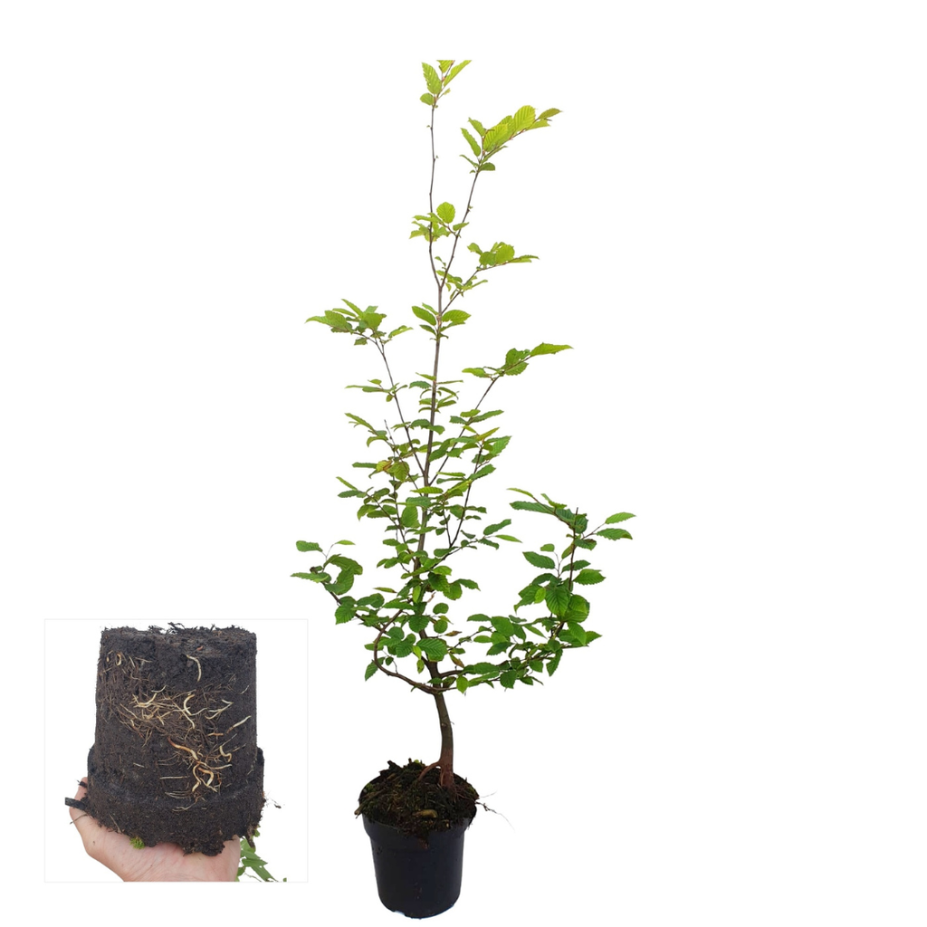 Palletdeal Haagplanten:  50 Carpinus Betulus ↕ 80-100 - Ø 19cm | Mini Pallet