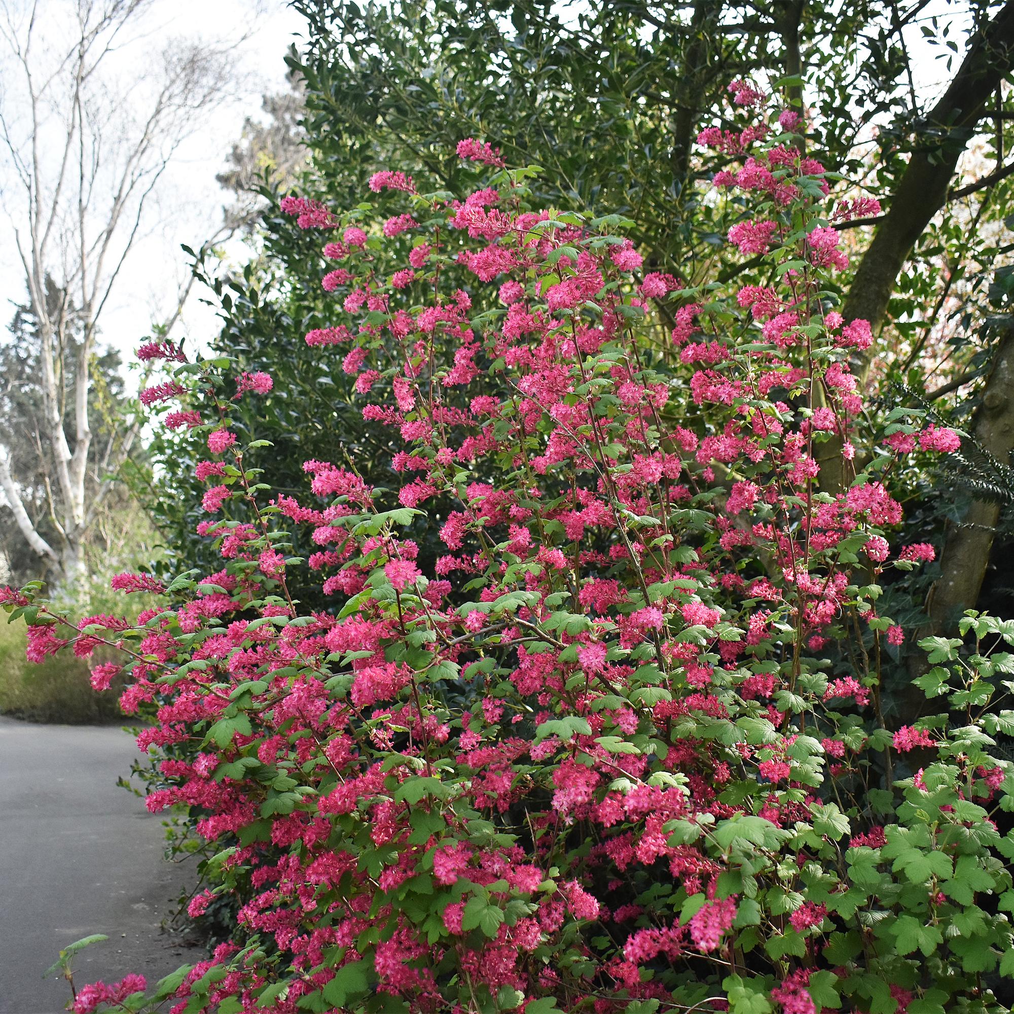 Heesters -  Ribes sanguineum Kind Edward - Bloem Rood - 1 Plant - Bladverliezend - Weinig Onderhoud - Pot 17cm Hoogte 45cm