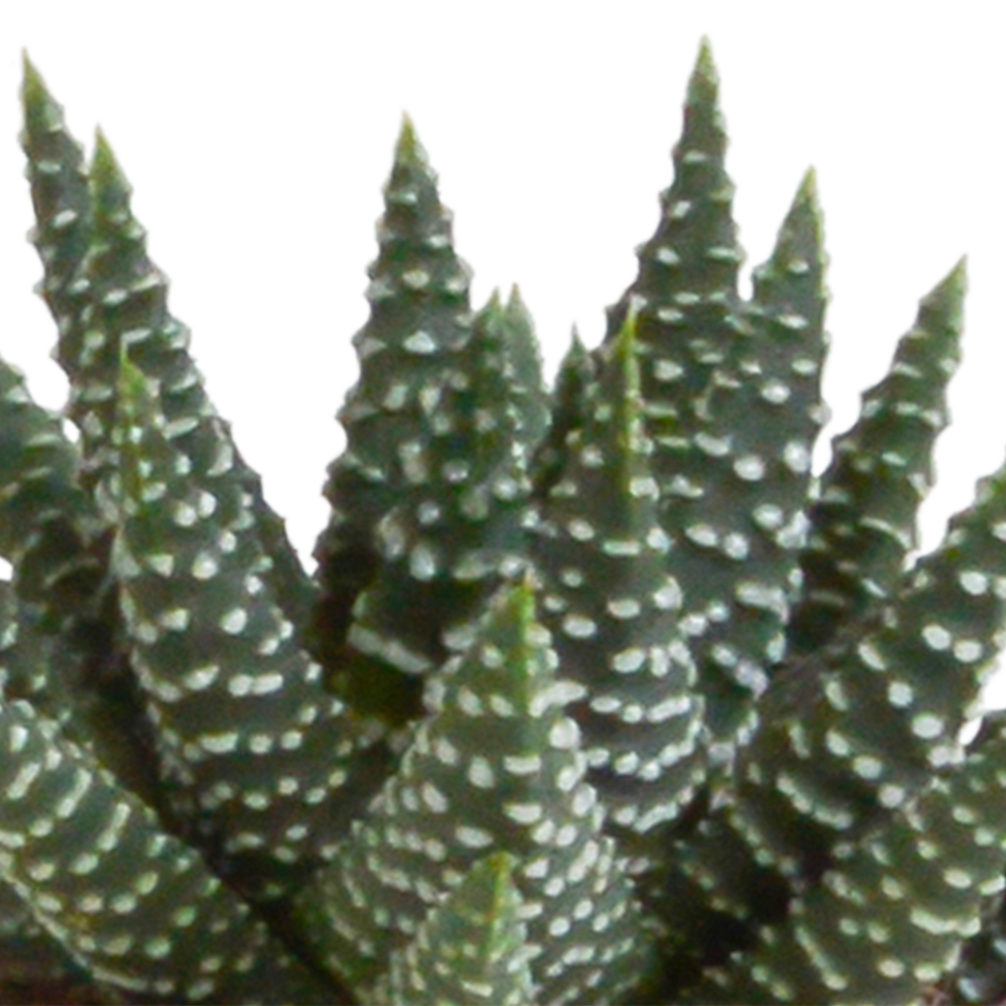 Gasteria/Haworthia mix 5,5cm - in witte pot - 5x