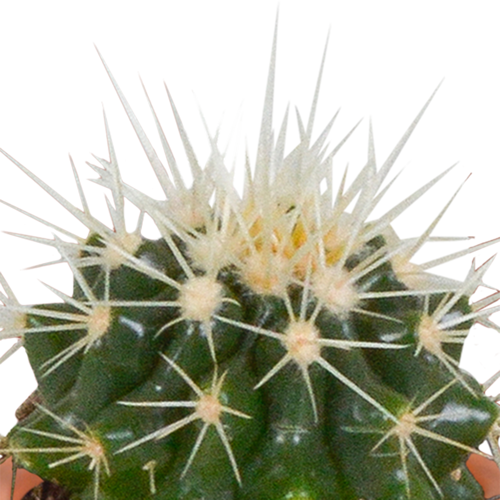Cactus en vetplanten mix 5.5 cm | 15 stuks - in terracotta pot