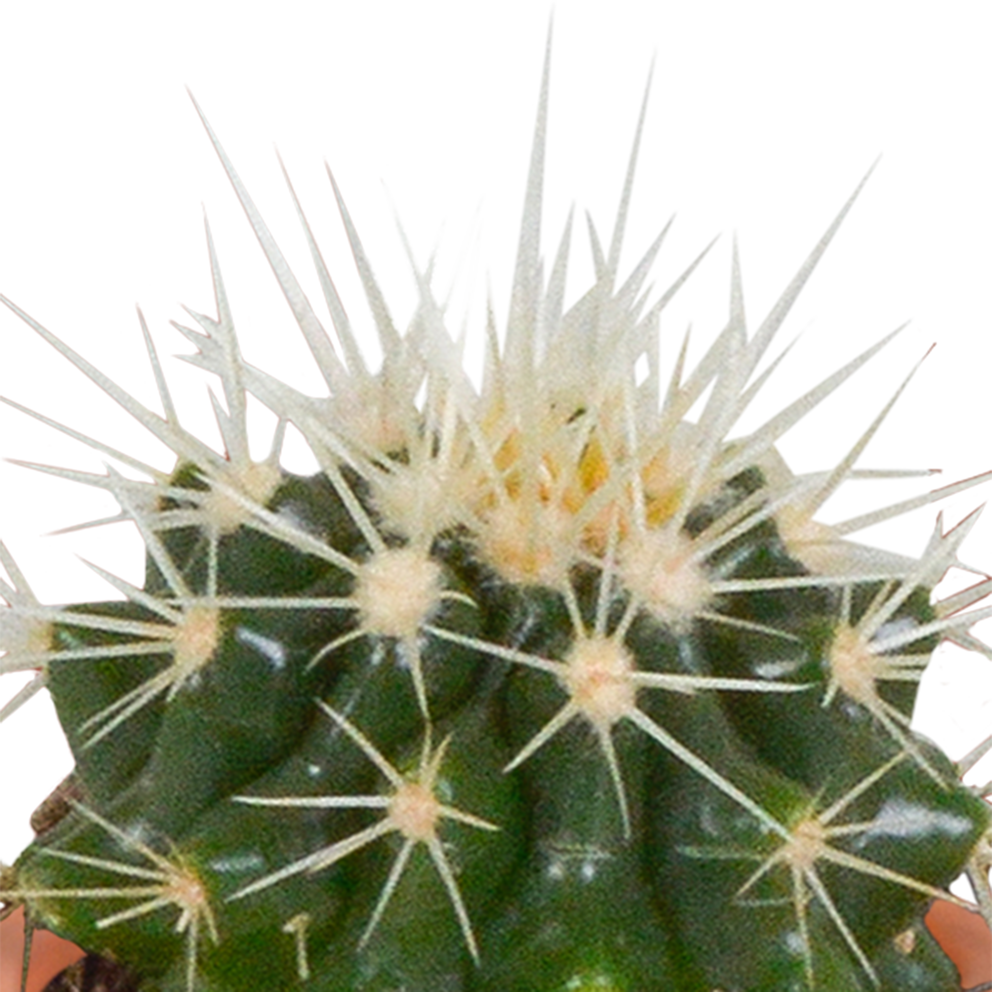 Cactus en vetplanten mix 5.5 cm | 15 stuks - in terracotta pot