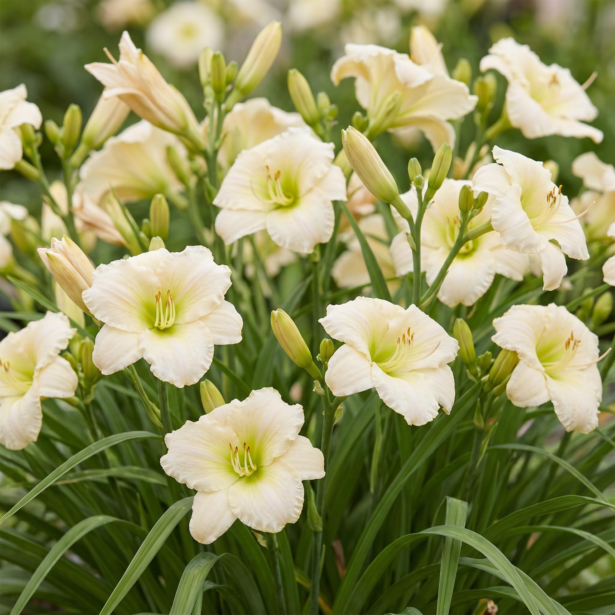 Vasteplant - Hemerocallis Arctic Snow - Daglelie - Bijen en Vlinderlokkers - Creme - 24 Planten - Pot 11cm - Hoogte 15-25cm