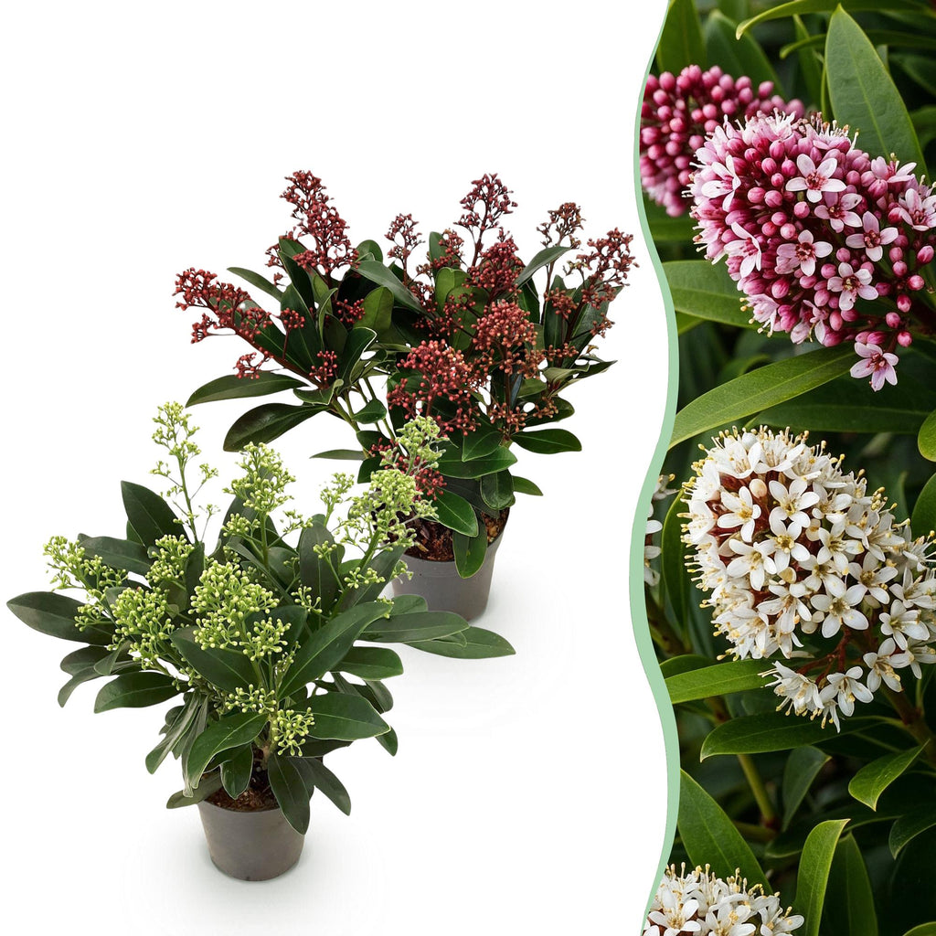 Terrasplant - Skimmia japonica Duo - Bloem Wit & Rood - 10+ Bloemen - 2 Planten - Winterhard - Pot 10,5cm Hoogte 25cm