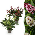 Terrasplant - Skimmia japonica Duo - Bloem Wit & Rood - 10+ Bloemen - 2 Planten - Winterhard - Pot 10,5cm Hoogte 25cm