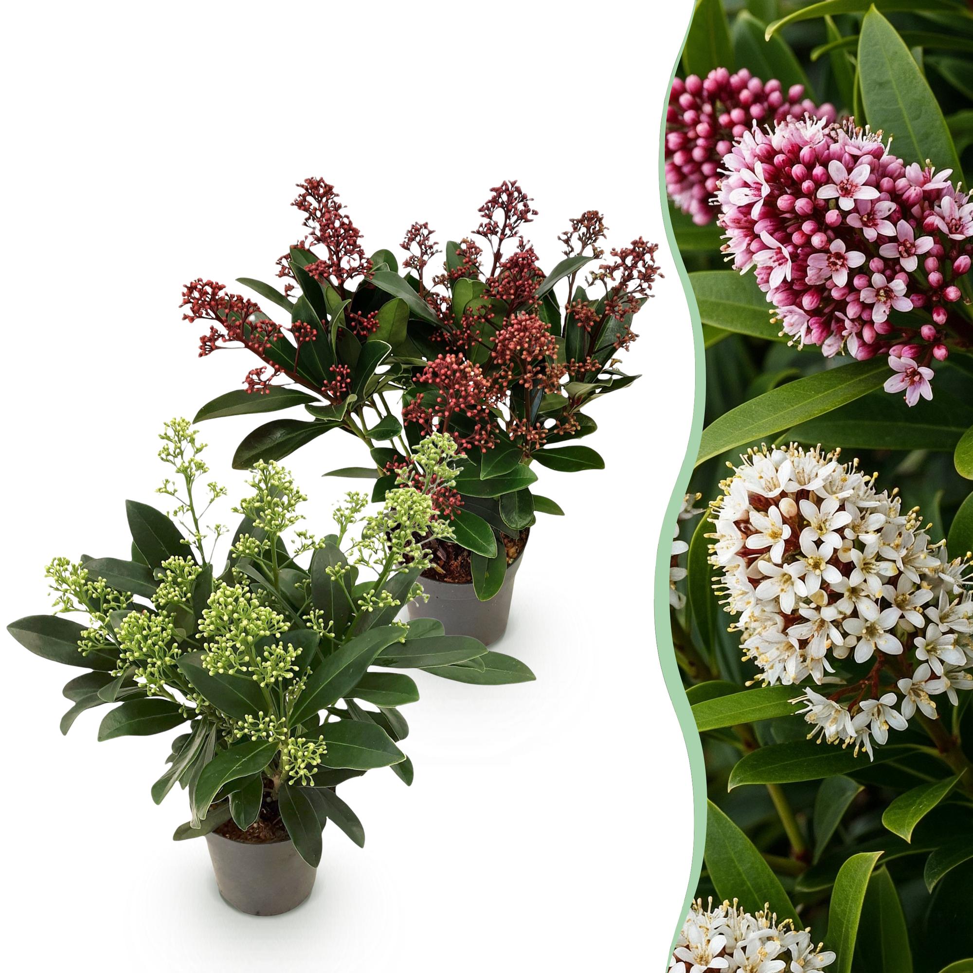 Terrasplant - Skimmia japonica Duo - Bloem Wit & Rood - 10+ Bloemen - 2 Planten - Winterhard - Pot 10,5cm Hoogte 25cm