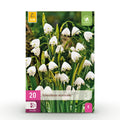 Bloembollen - Leucojum Aestivum - Kleur Wit - 20 stuks - Bolmaat 8/9 - XXL Pack