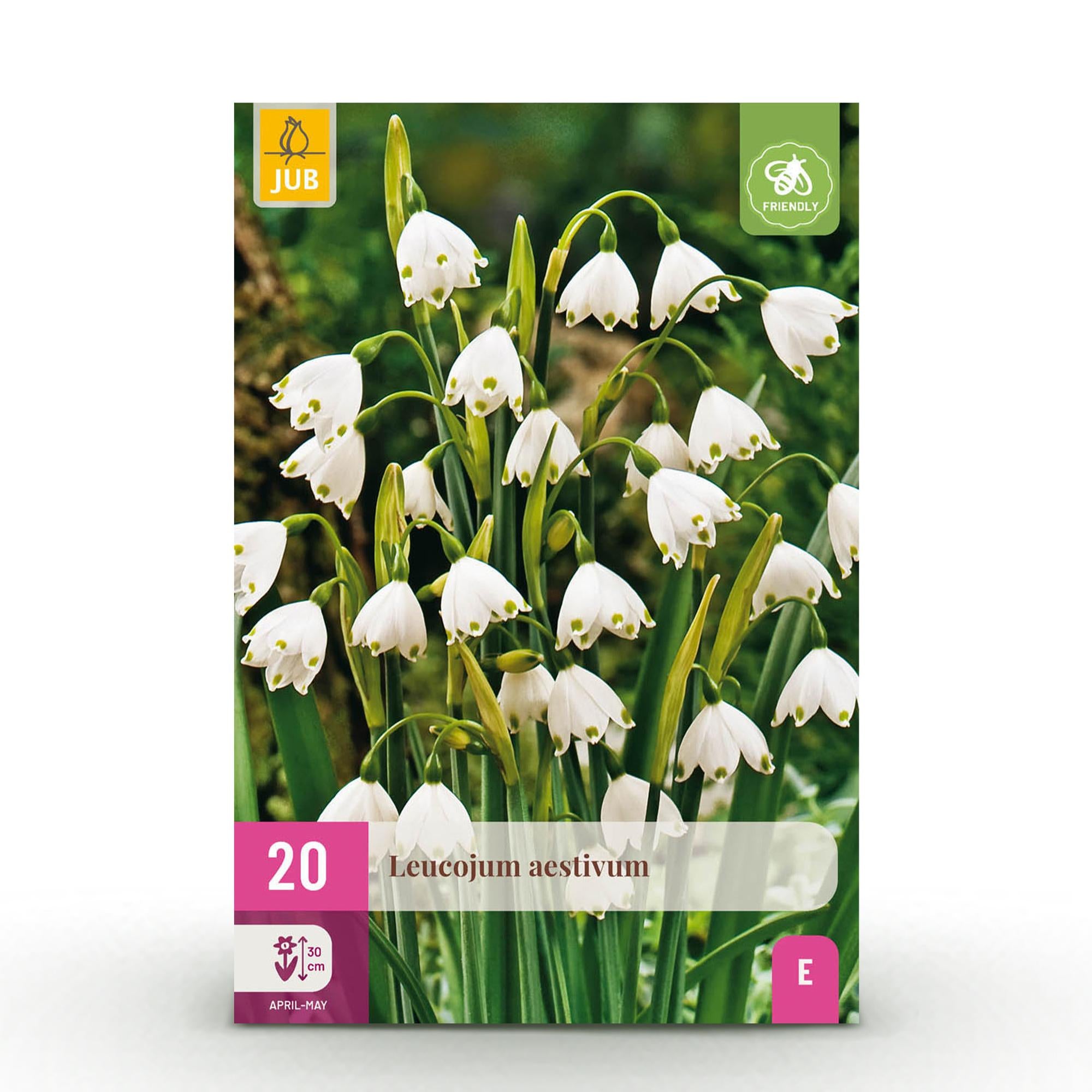 Bloembollen - Leucojum Aestivum - Kleur Wit - 20 stuks - Bolmaat 8/9 - XXL Pack