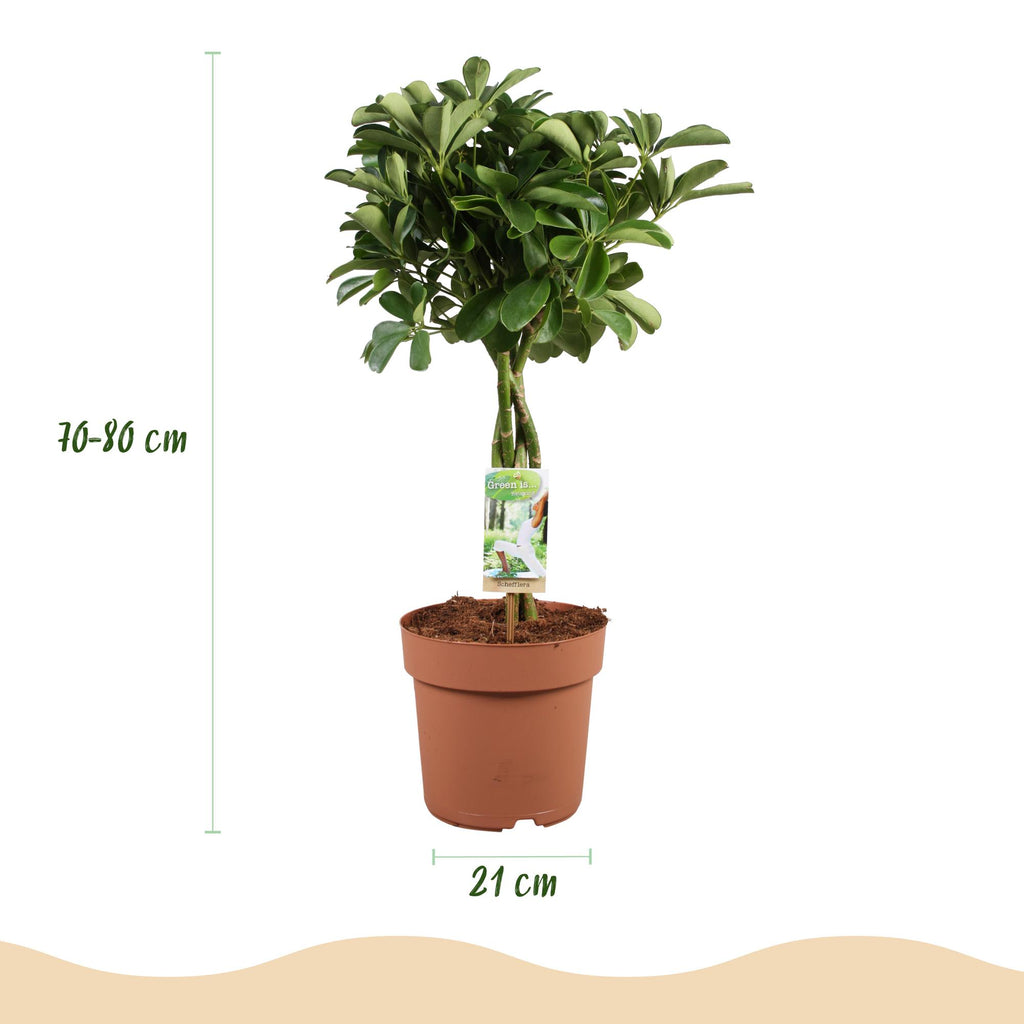 Green is... Kamerplanten - Schefflera Nora - Vingerboom - Weinig onderhoud - Groen - 1 Plant - Pot 21cm - Hoogte 70-82cm