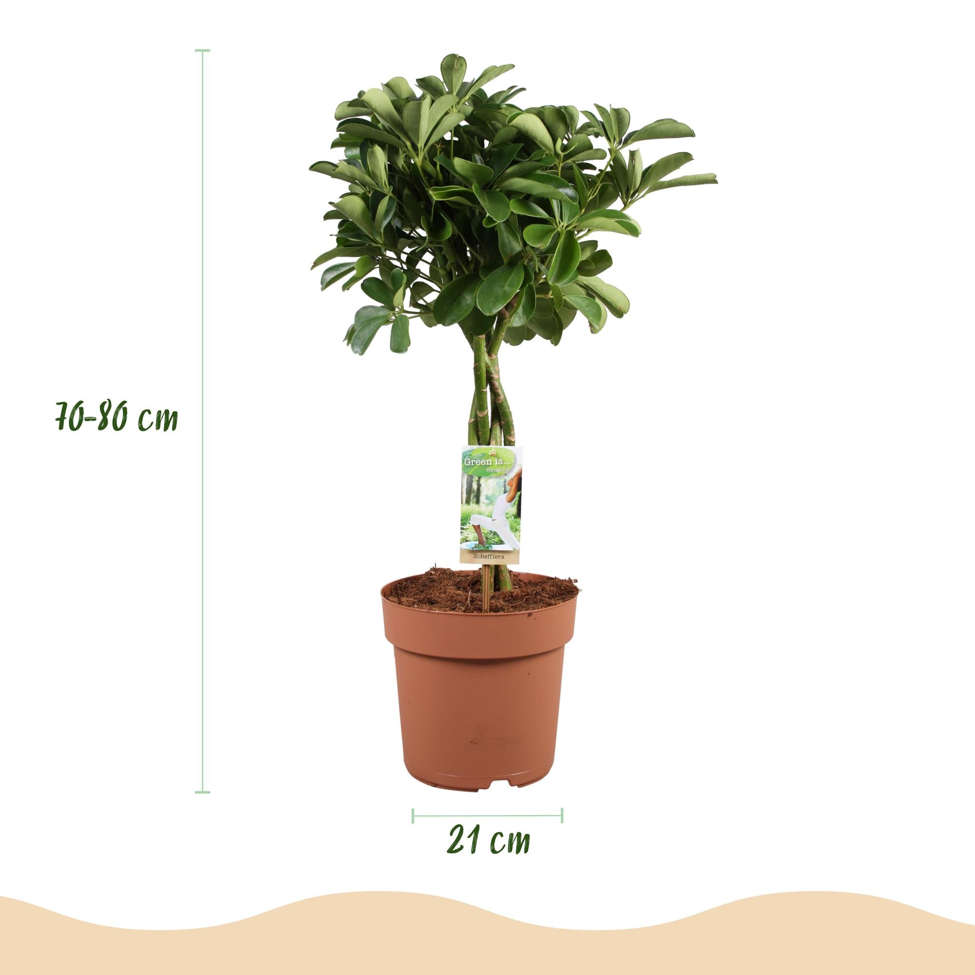 Green is... Kamerplanten - Schefflera Nora - Vingerboom - Weinig onderhoud - Groen - 1 Plant - Pot 21cm - Hoogte 70-82cm