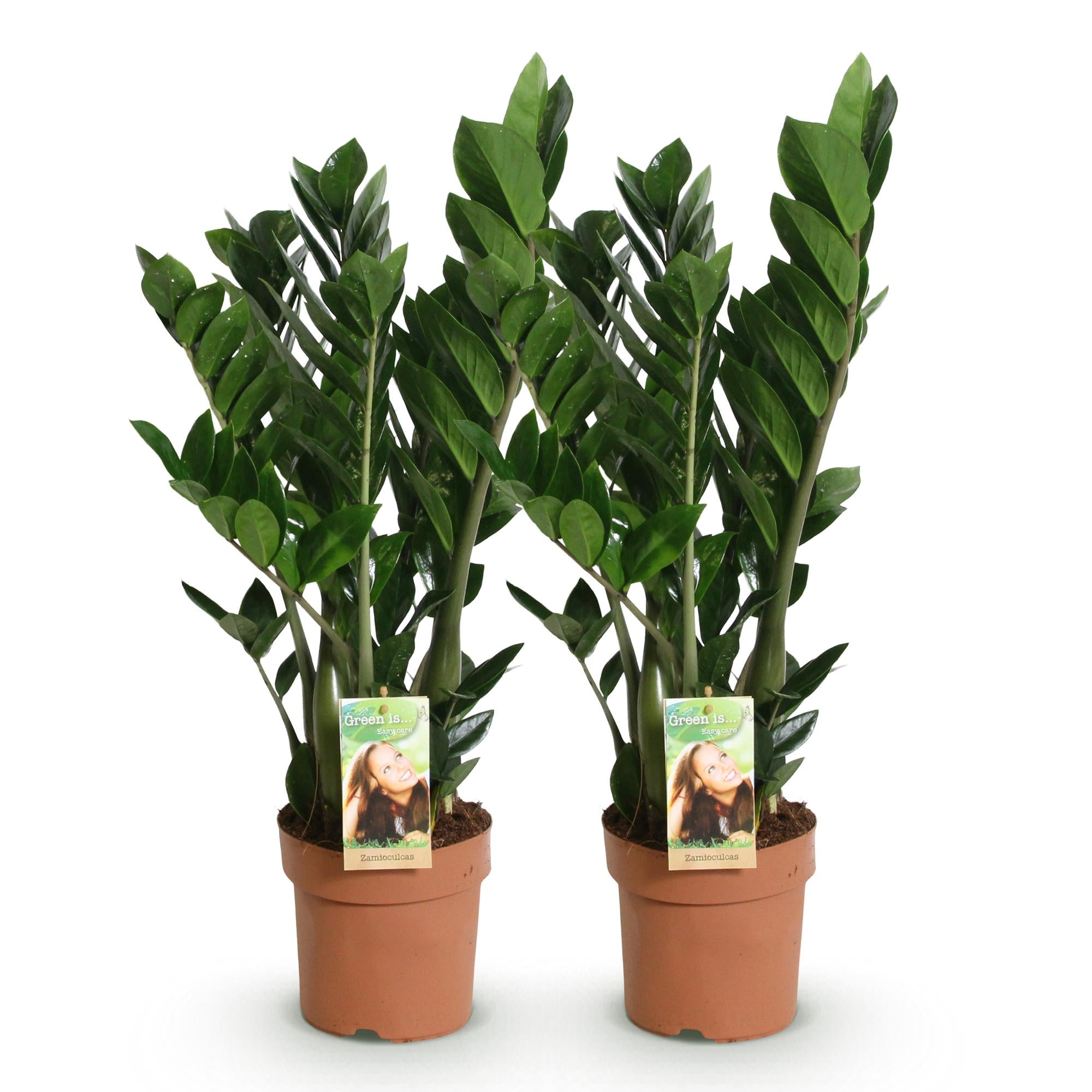 Green is... Kamerplanten - Zamioculcas - ZZ-plant - Weinig onderhoud - Groen - 2 Planten - Pot 17cm - Hoogte 65-75cm