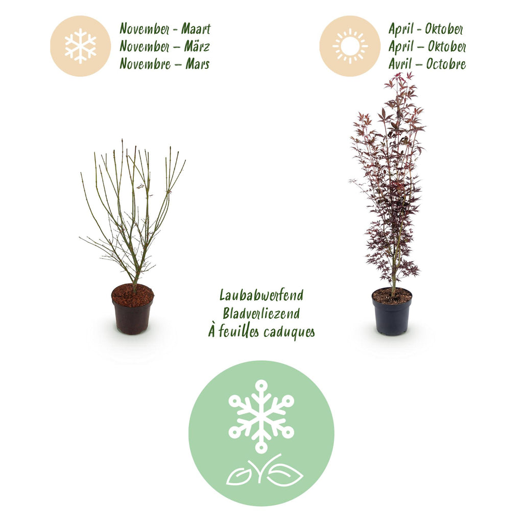 Tuinplant - Acer palmatum Atropurpureum - Japanse Esdoorn - Bladverliezend - Paars - 1 - Pot 26cm - Hoogte 90cm