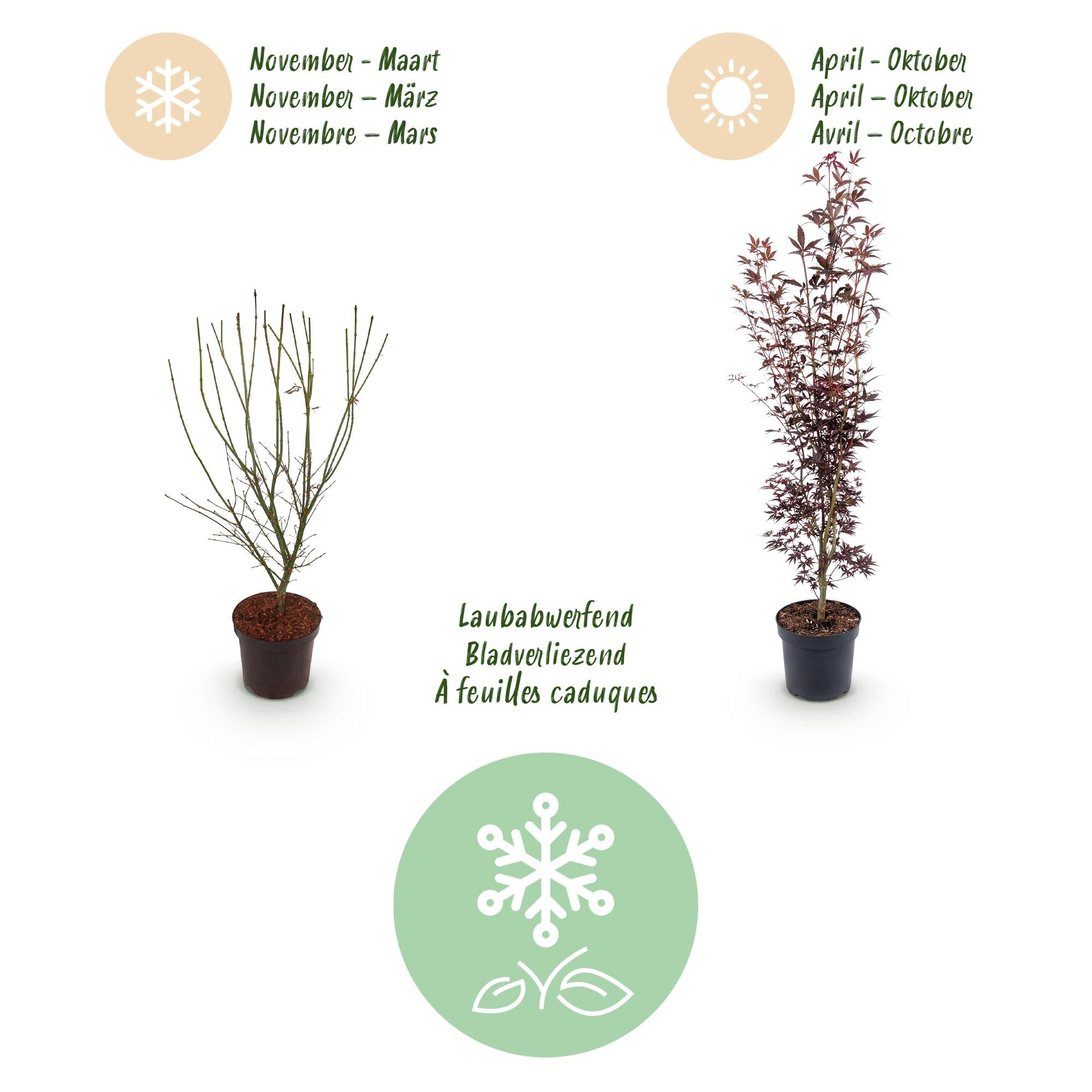 Tuinplant - Acer palmatum Atropurpureum - Japanse Esdoorn - Bladverliezend - Paars - 1 - Pot 26cm - Hoogte 90cm