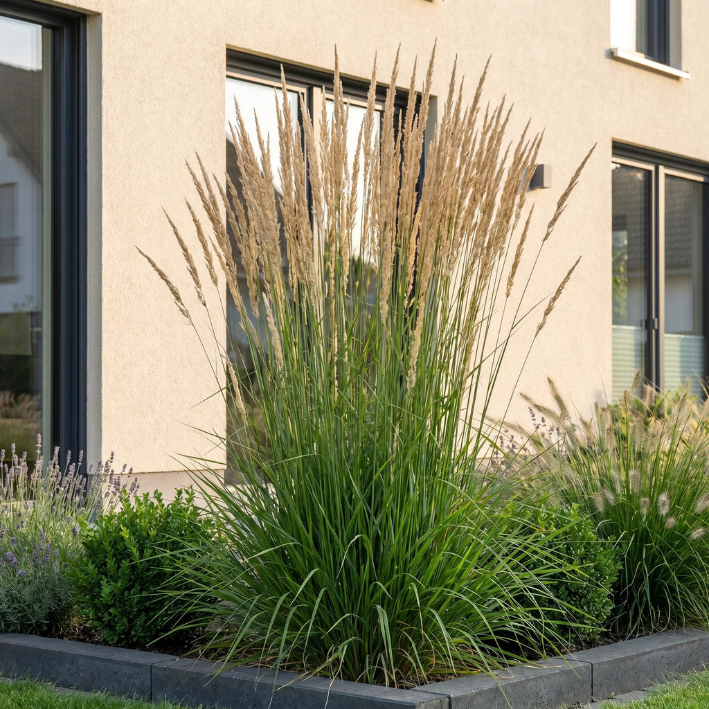 Grassen - Calamagrostis Karl Foerster - Struisriet - Met Pluim - Groen - 12 Planten - Pot 11cm - Hoogte 15-25cm