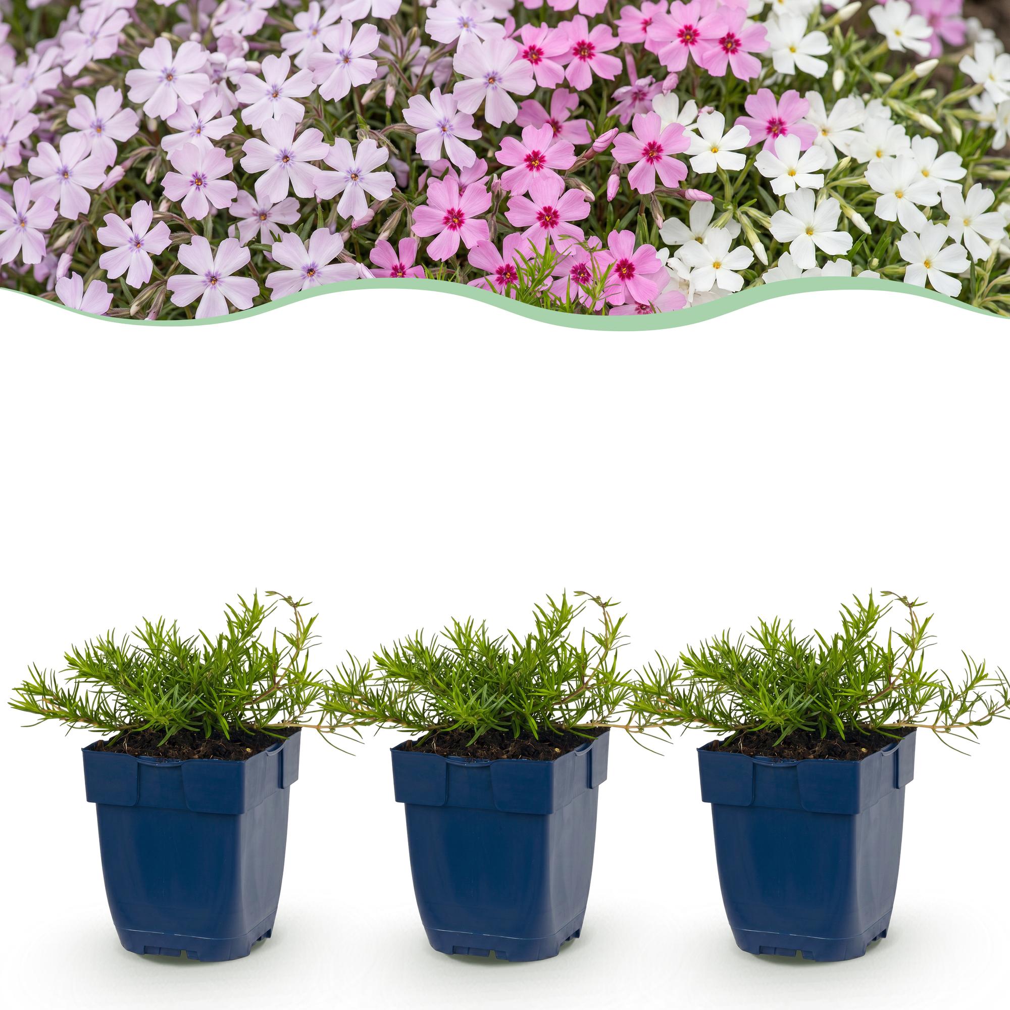 Vasteplant - Phlox Tricolour - Vlambloem - Bodembedekkend - Paars - Roze - Wit - 24 Planten - Pot 11cm - Hoogte 15-25cm
