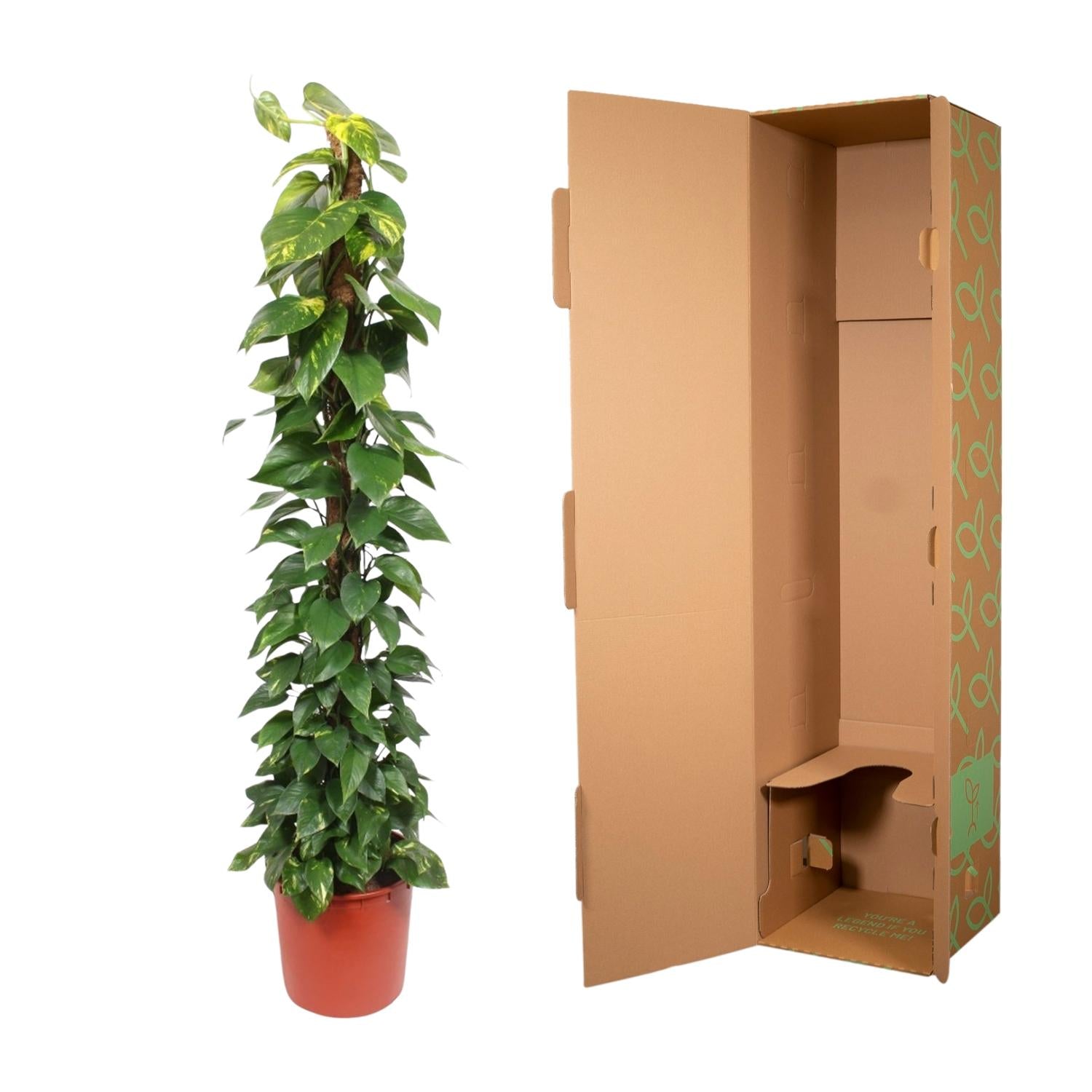Epipremnum Aureum mosstok - 180 cm - ø34