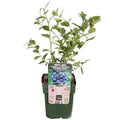 Vaccinium corymbosum 'Reka' - Blauwe bes - Ø13cm - ↕30cm