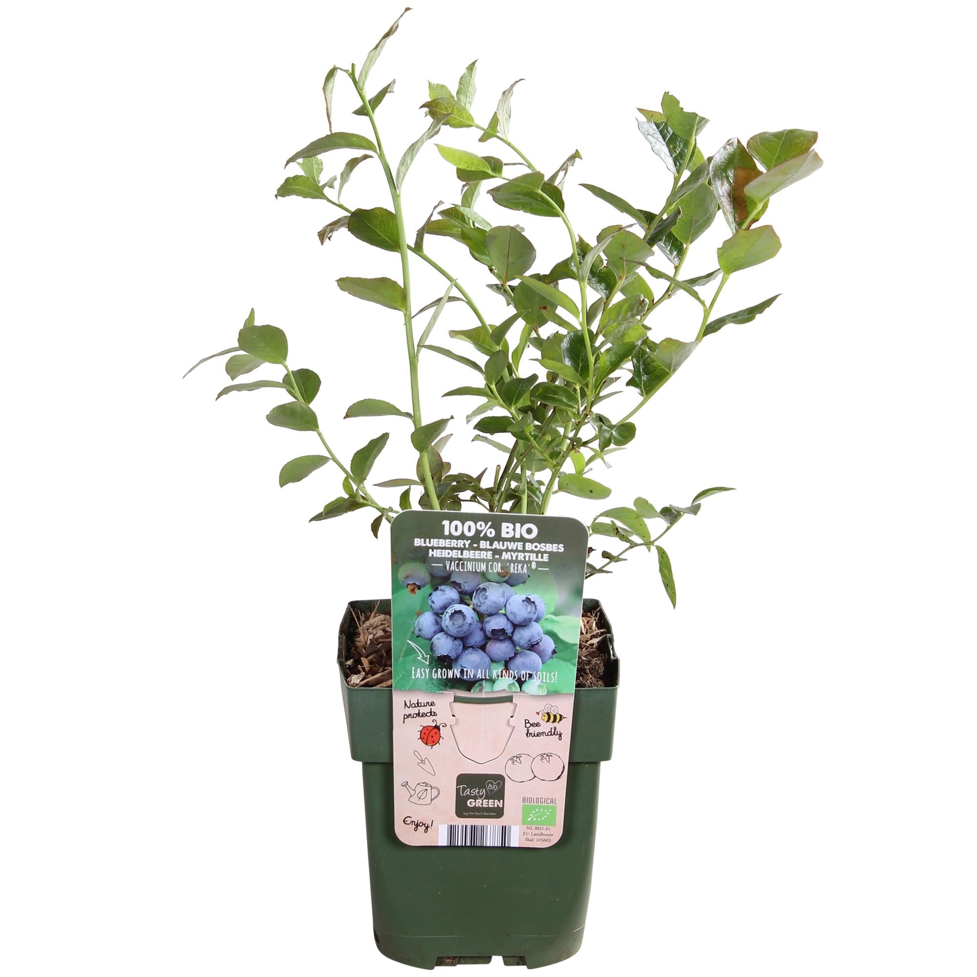 Vaccinium corymbosum 'Reka' - Blauwe bes - Ø13cm - ↕30cm
