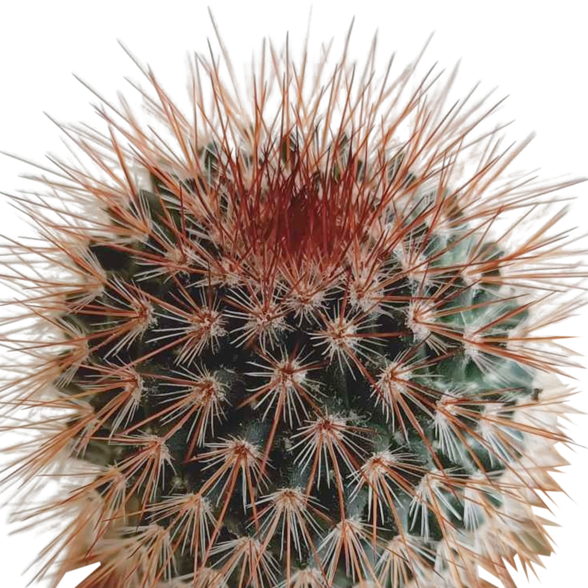Cactus mix 5.5 cm - 5x - in Mexicaanse pot