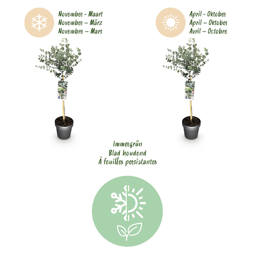 Plant op Stam- Eucalyptus gunni Azure - Terras Plant - Bladhoudend - Winterhard- Grijs Blad - Pot 19cm Hoogte 70 - 90cm