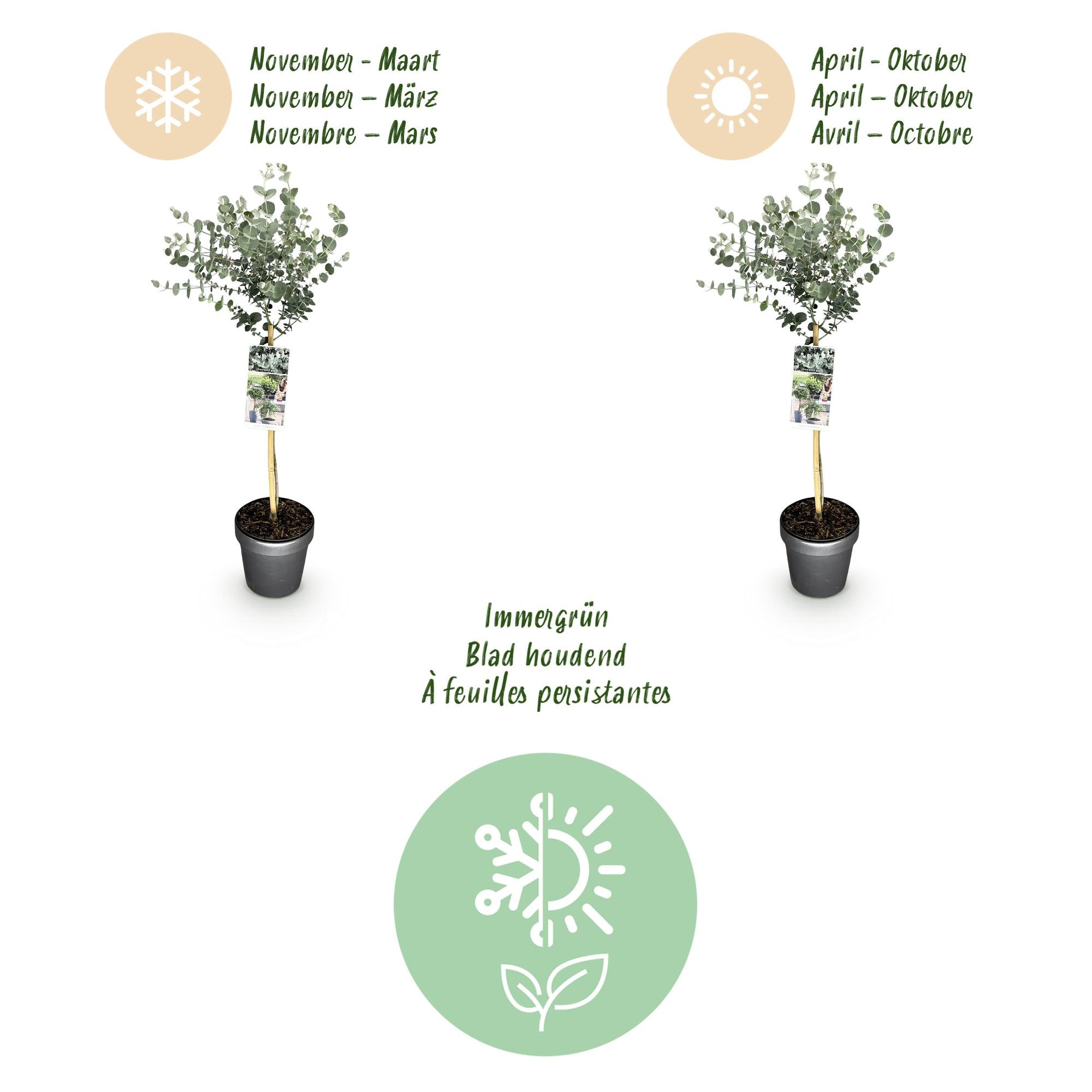 Plant op Stam- Eucalyptus gunni Azure - Terras Plant - Bladhoudend - Winterhard- Grijs Blad - Pot 19cm Hoogte 70 - 90cm