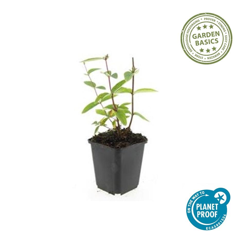 60x Hypericum inodorum 'Annebel' - ↕10-25cm - Ø9cm