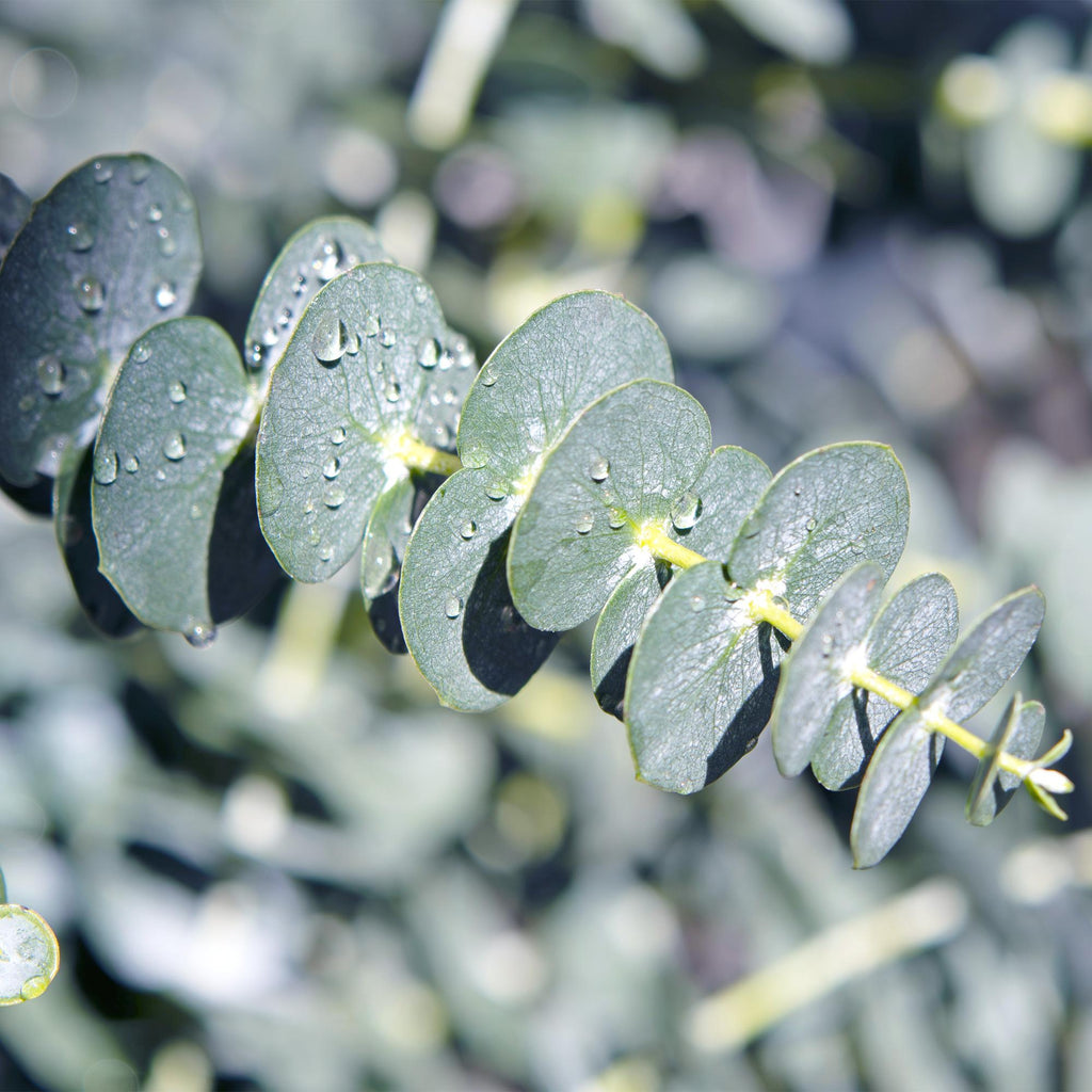 Terrasplant - Eucalyptus boom - Eucalyptus gunni  - Grijs - 2 Planten - Winterhard - Pot 14cm Hoogte 30cm