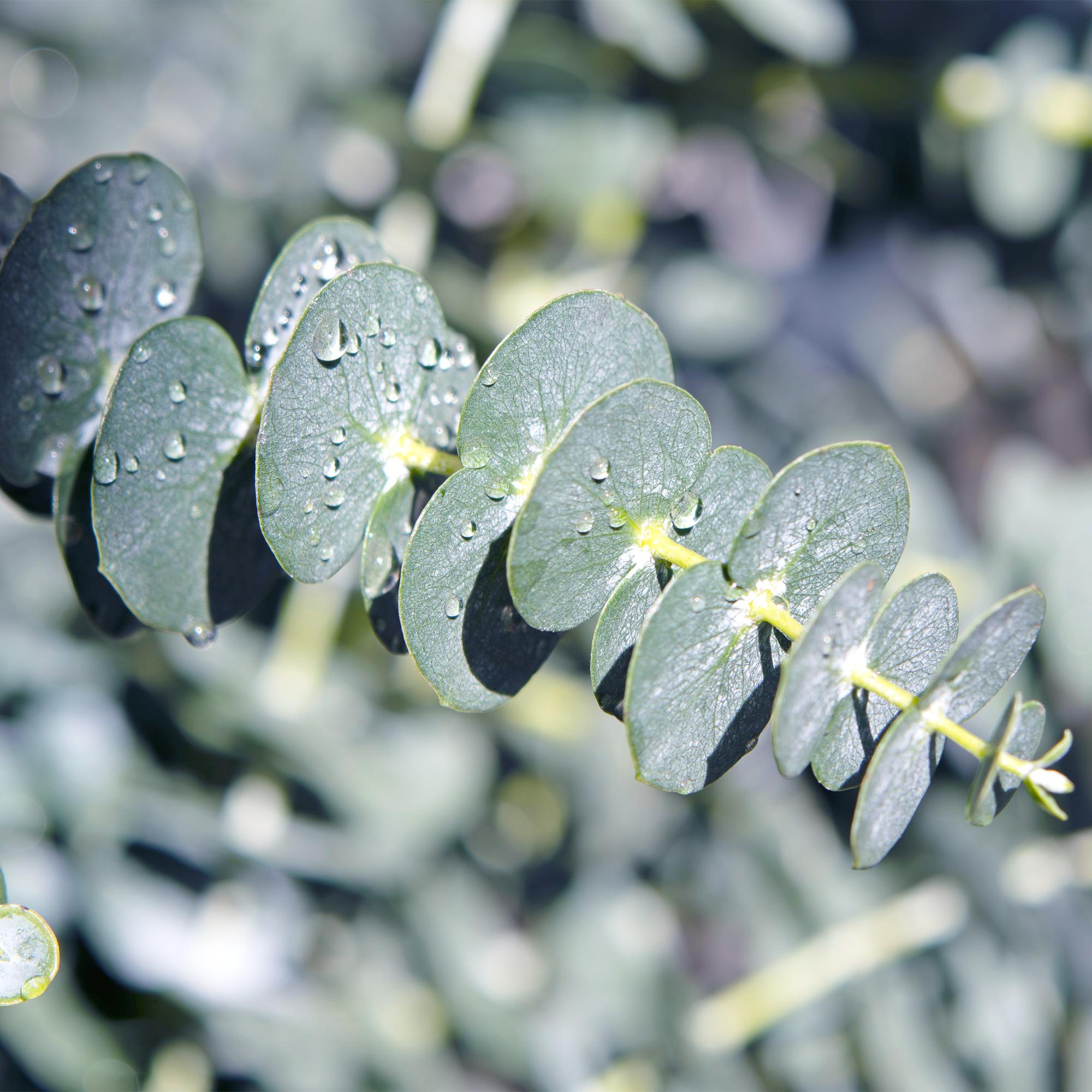 Terrasplant - Eucalyptus boom - Eucalyptus gunni  - Grijs - 2 Planten - Winterhard - Pot 14cm Hoogte 30cm