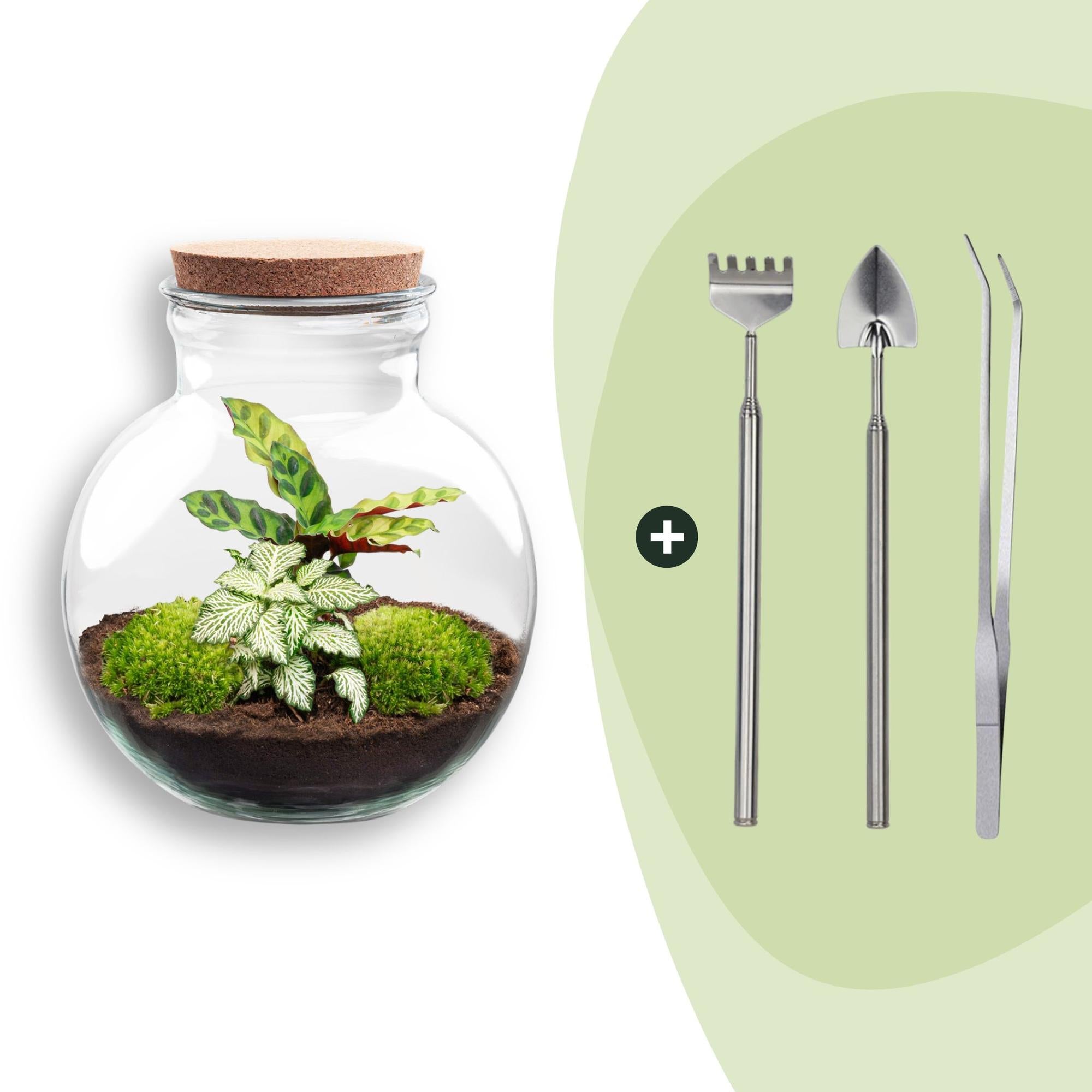 DIY Planten terrarium (met licht) - Teddy - Ø 25 cm ↑ 26,5 cm - Rake + Shovel + Tweezer