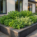 Vasteplant - Borderpakket - Theekruiden - Diversen - Soorten en kleuren - 6 Planten - Pot 11cm - Hoogte 15-25cm