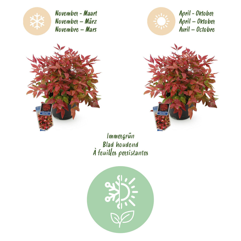 Tuinplant - Nandina Blush Pink - Donker Roze - 2 Planten - Groenblijvend - Weinig Onderhoud - Pot 17cm Hoogte 40cm