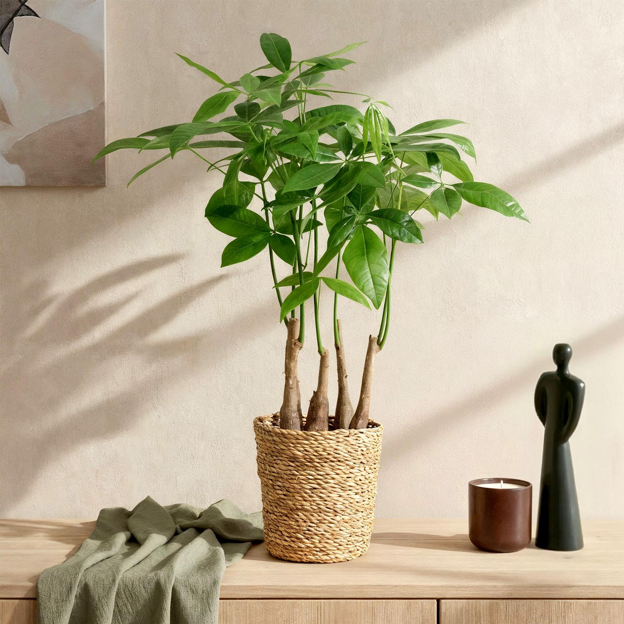 Green is... Kamerplanten - Pachira Aquatica multi stam - Geldboom - Weinig onderhoud - met mand - Groen - 1 Plant - Pot 17cm - Hoogte 50-55cm