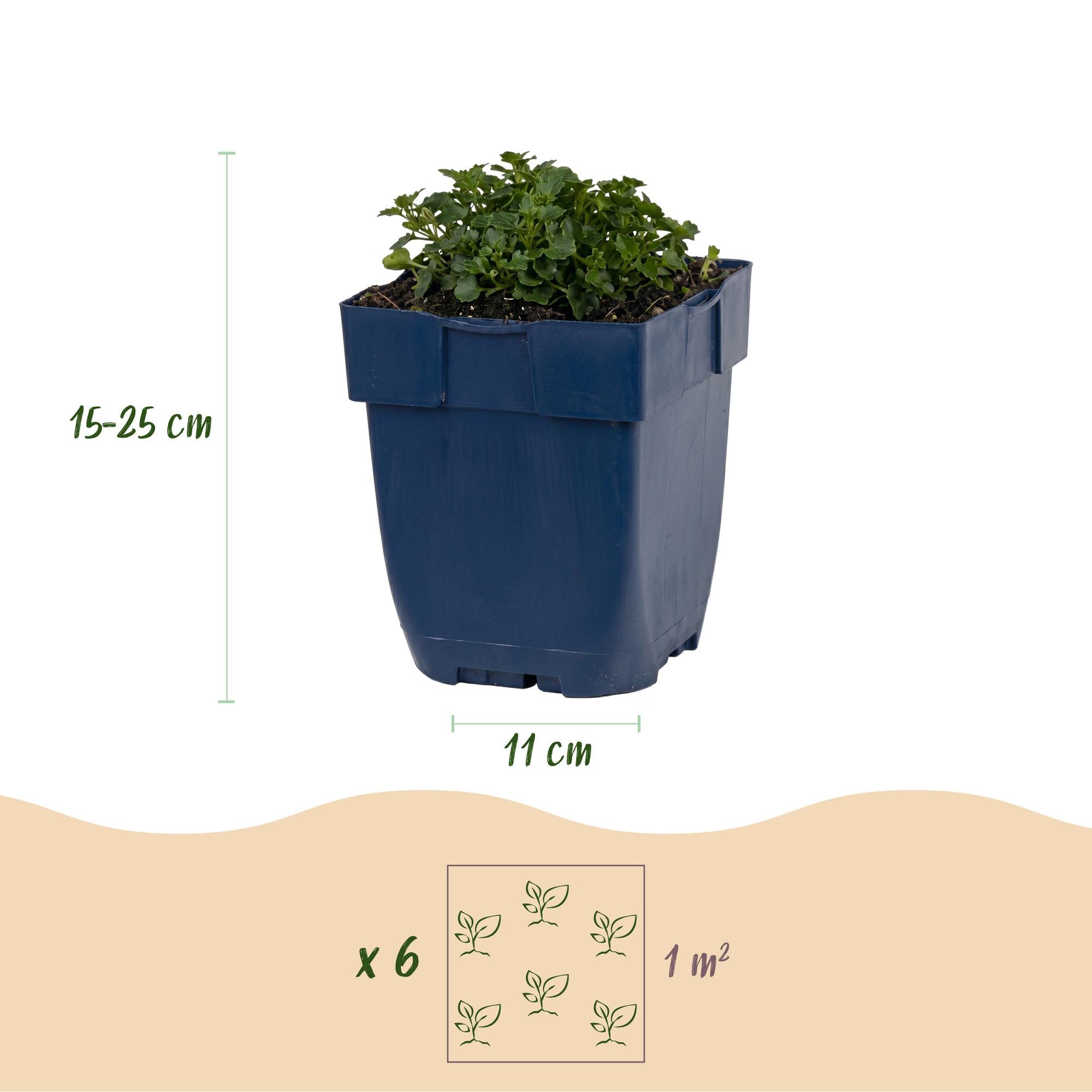 Vasteplant - Campanula portenschlagiana - Perzikbladklokje - Bodembedekkend - Roze - 12 Planten - Pot 11cm - Hoogte 15-25cm