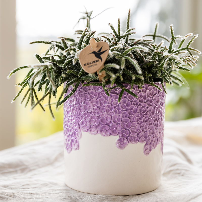 Kolibri Home | Bloom sierpot - Lila - Ø9cm
